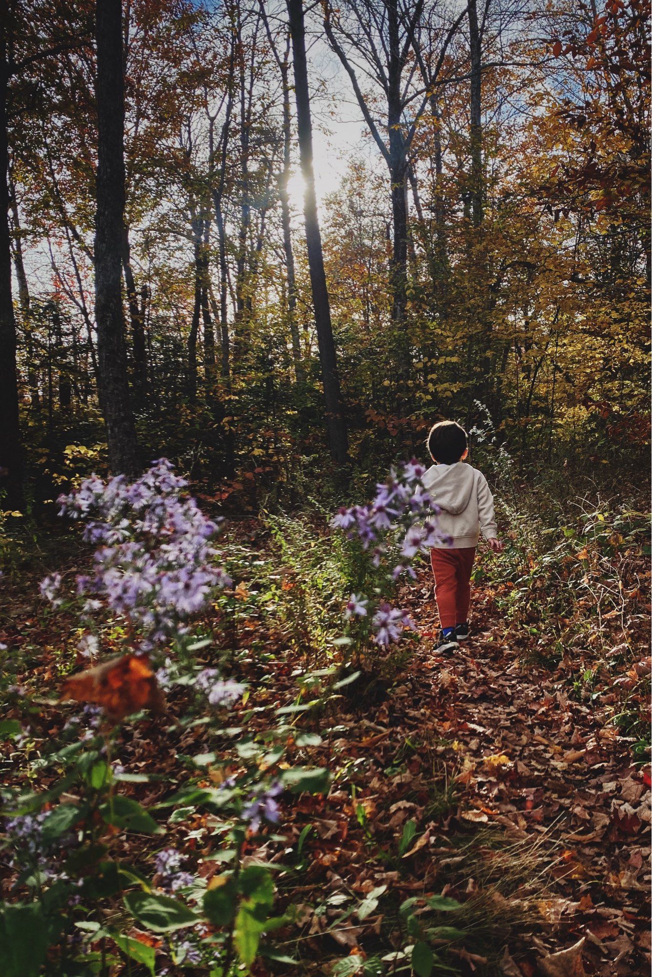 Four year old hiking in Vermont with the sun shining toward the camera and purple flowers framing him.