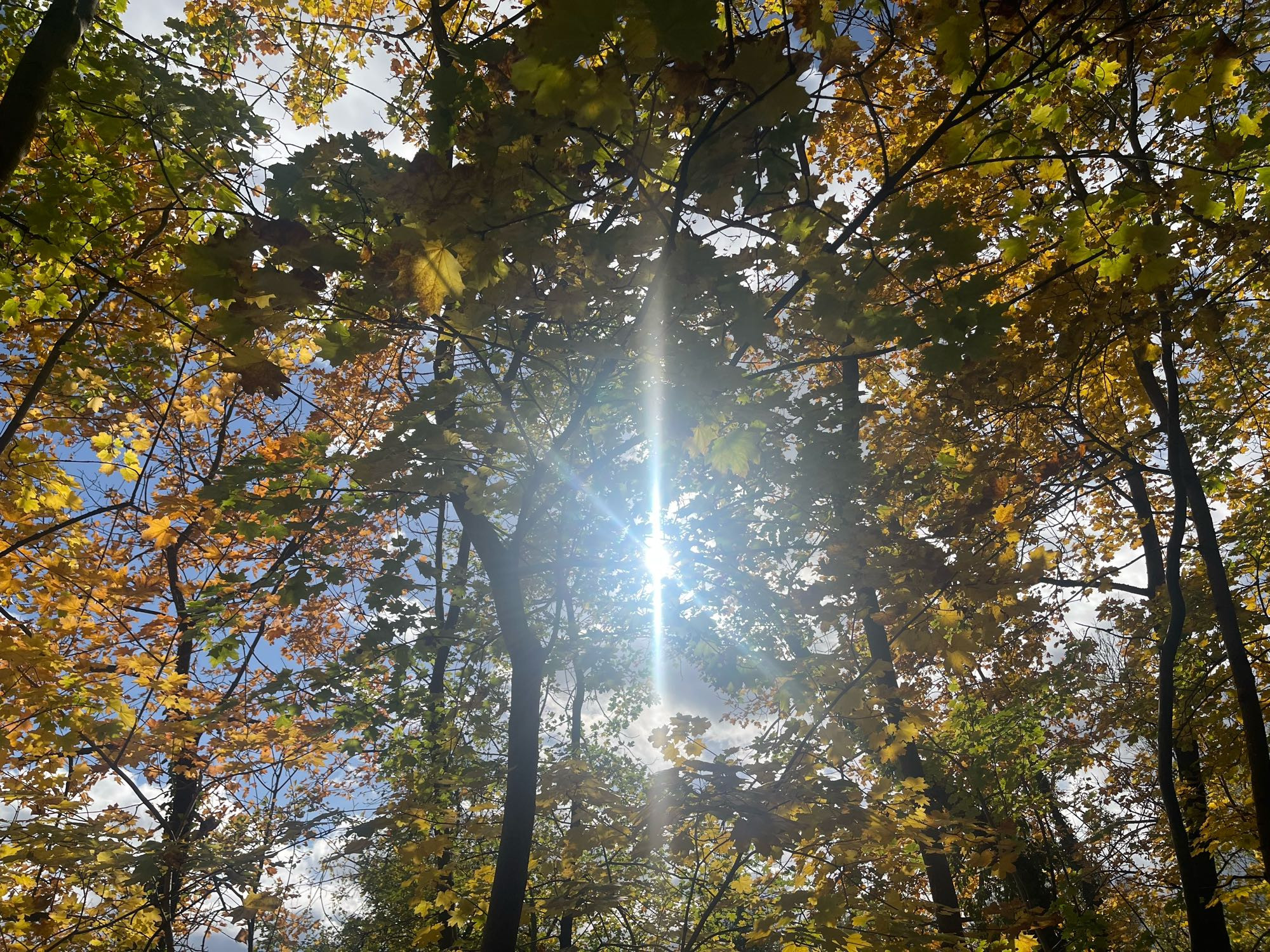 Blick in einen Baum durch den die Sonne scheint.