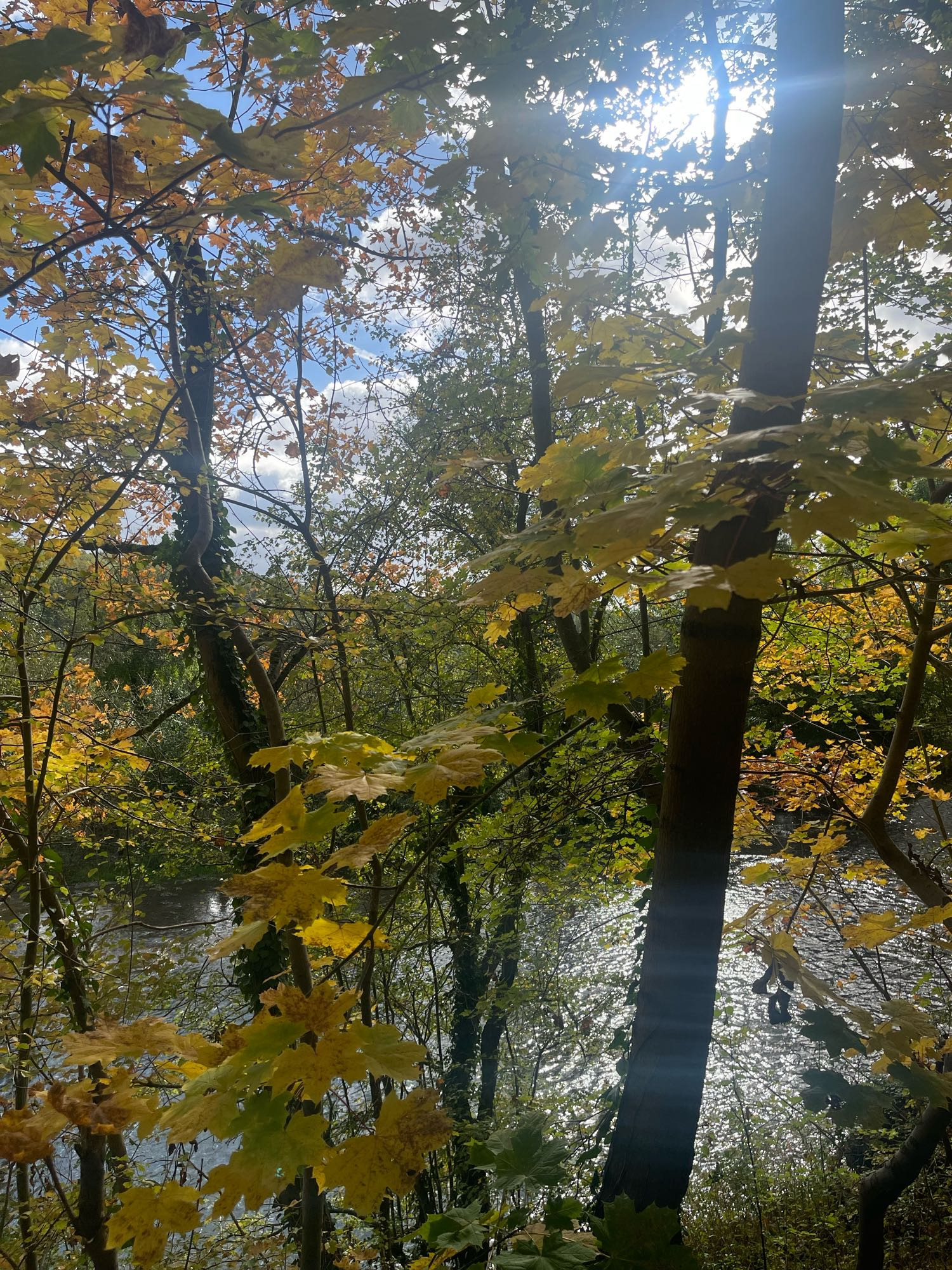 Herbstlich gefärbte Bäume vor einem Fluss. 