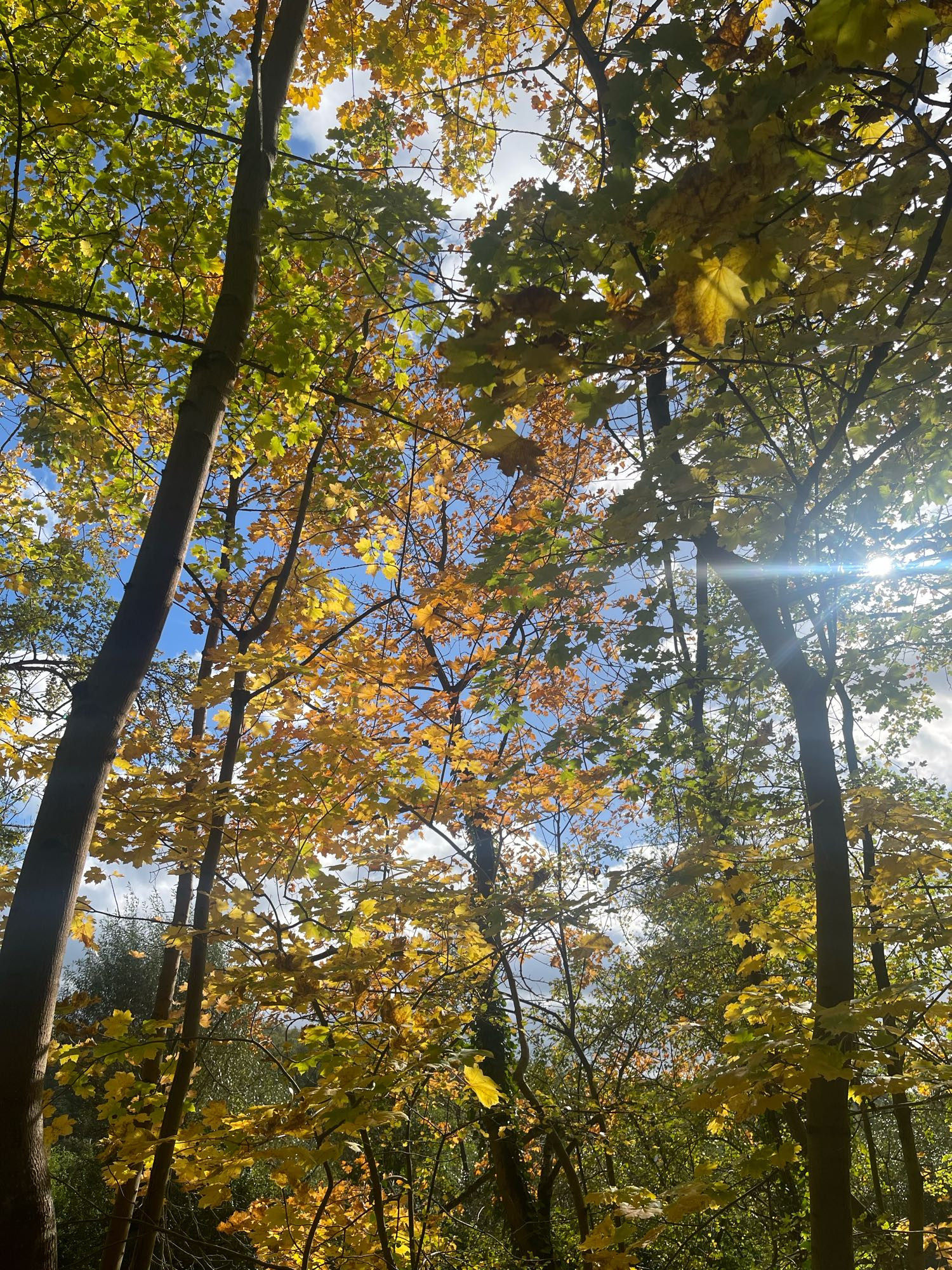 Herbstimpressionen.