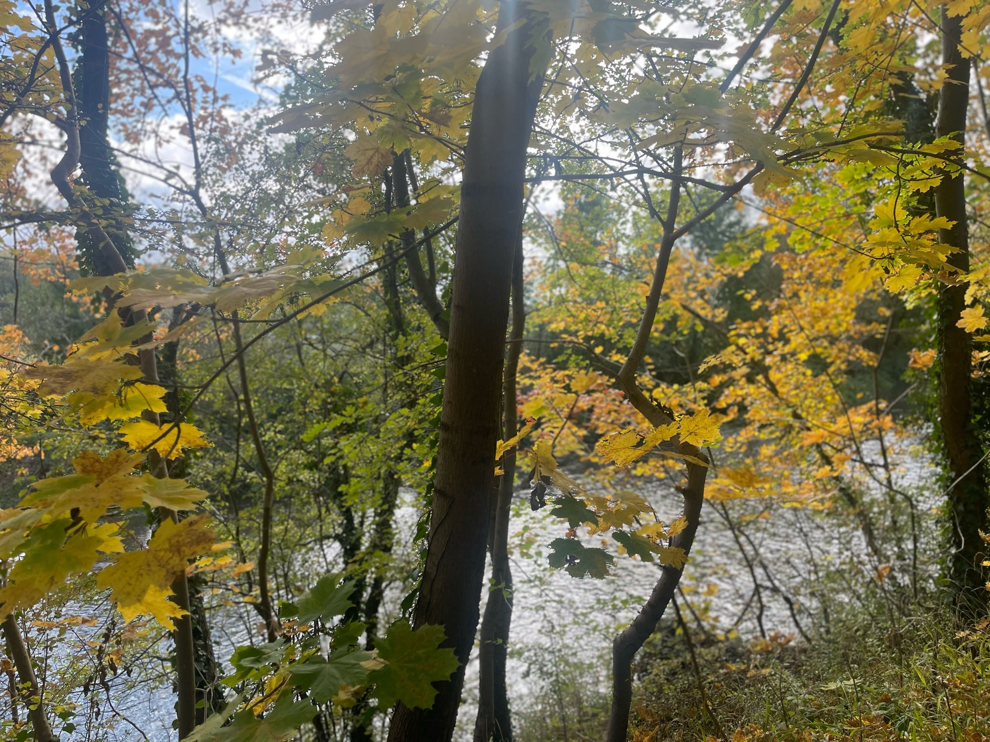 Ein Blick zwischen herbstlich bunt gefärbten Bäumen auf einen Fluss.
