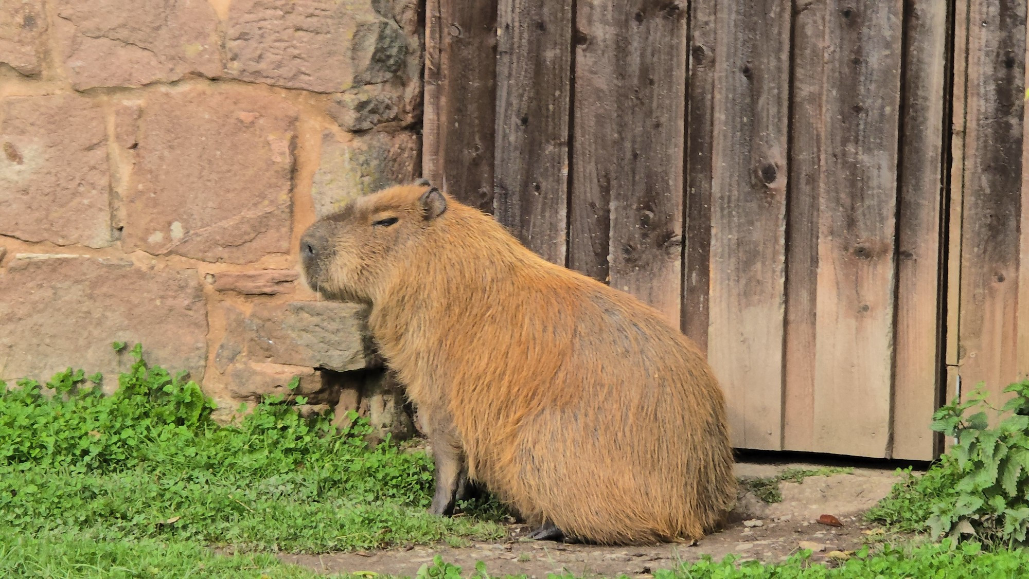 A capybara 