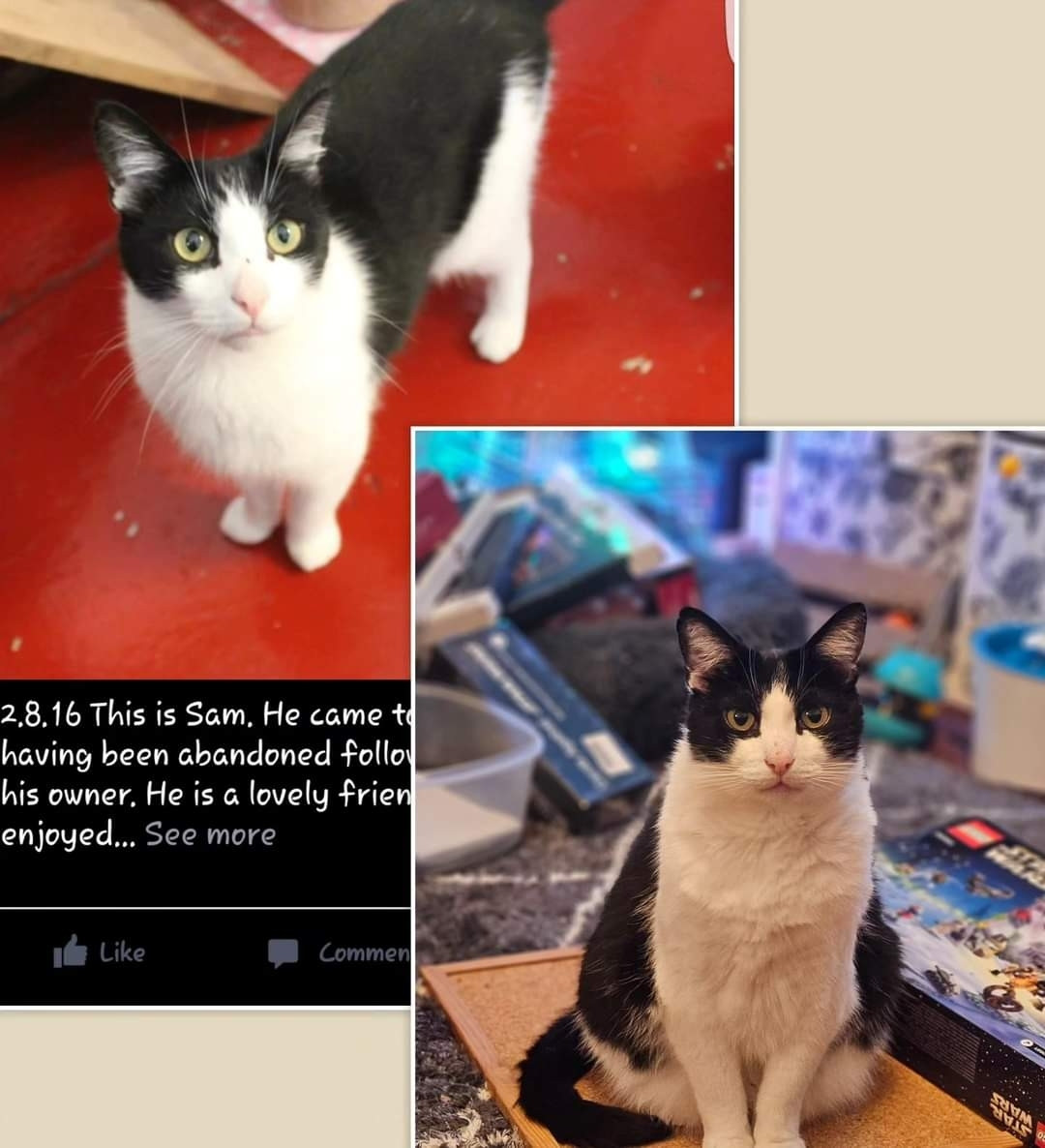 Archie the tuxedo cat pictured at the shelter before we homed him. A second picture shows him today seven years later.