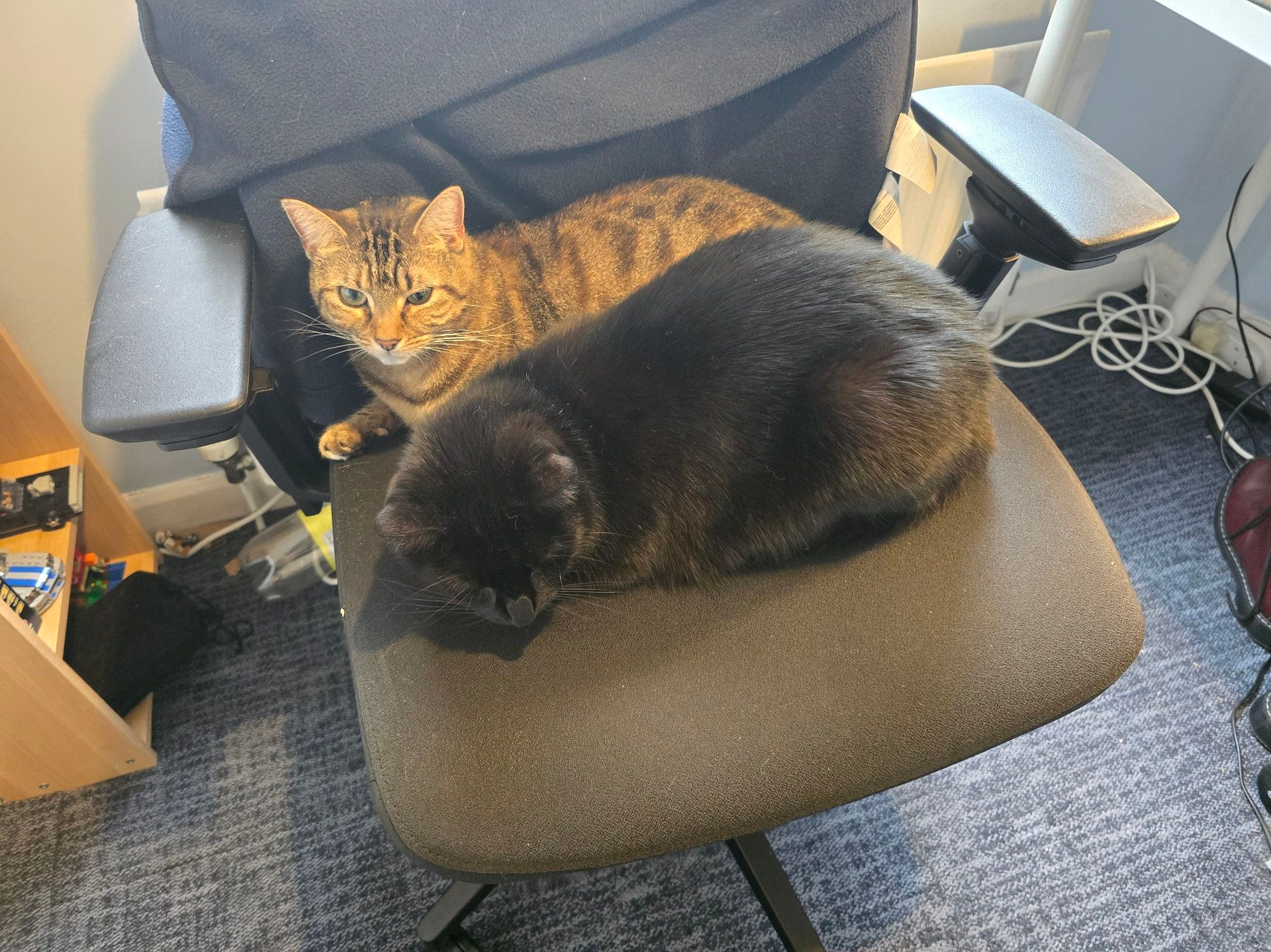 Pixie tabby cat and Reggie black cat sat on my office chair.