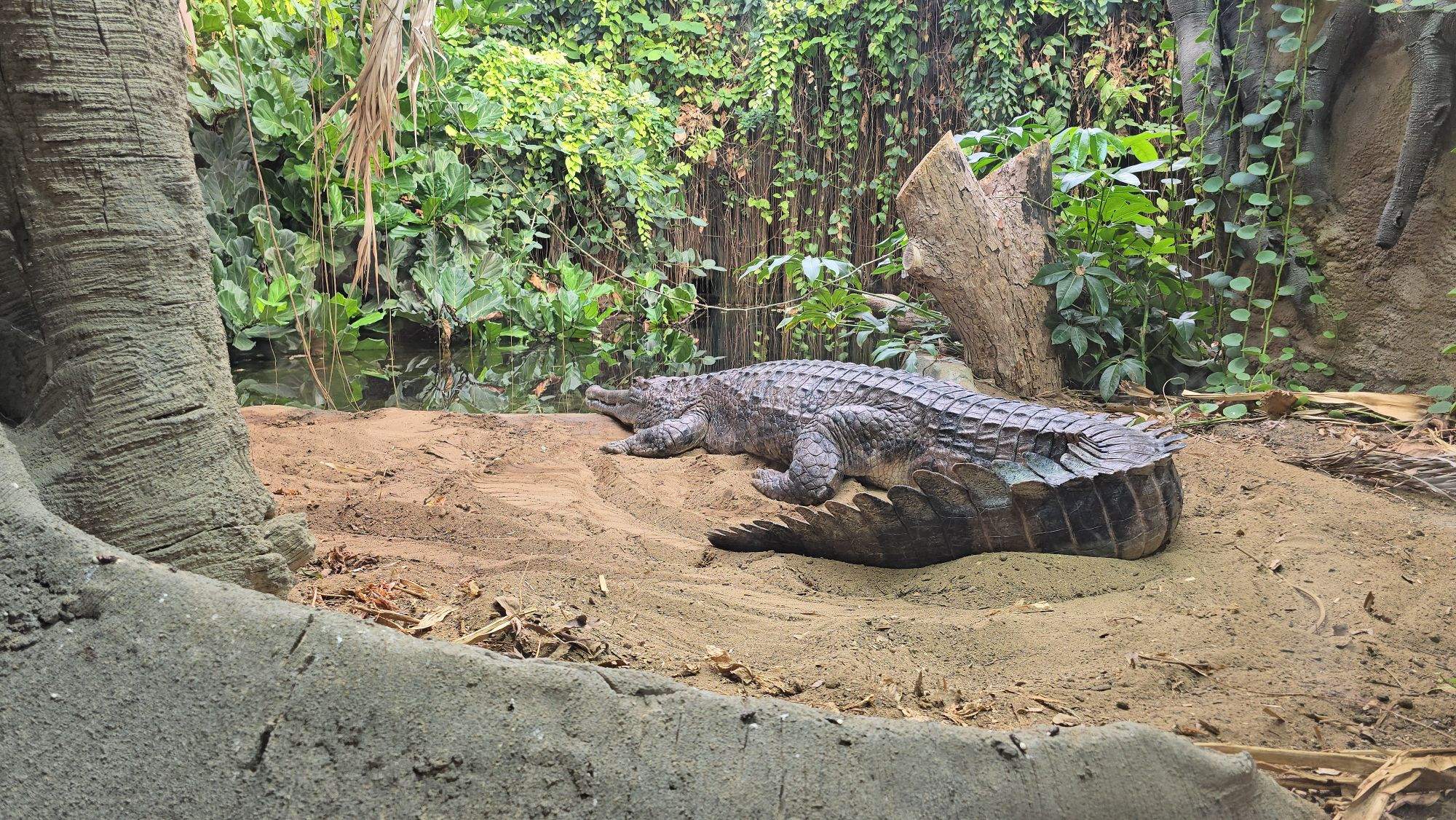 A Gharial 