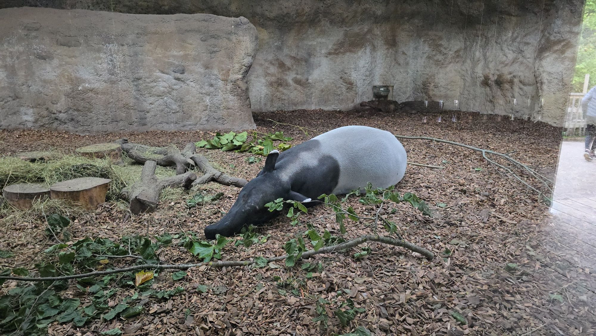 Malayan Tapir lying in his enclosure 