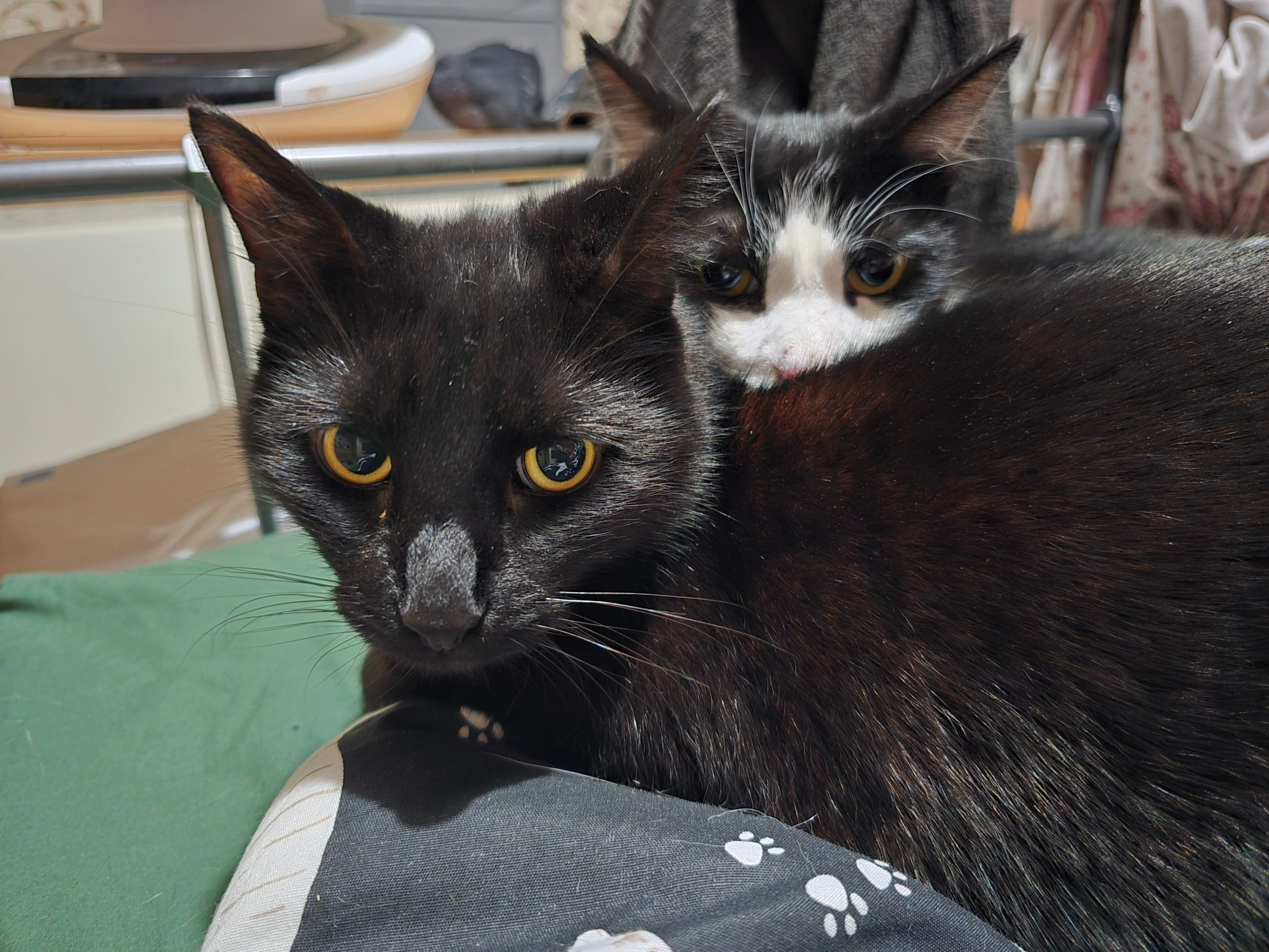 Two cats cuddled up together on a bed. 