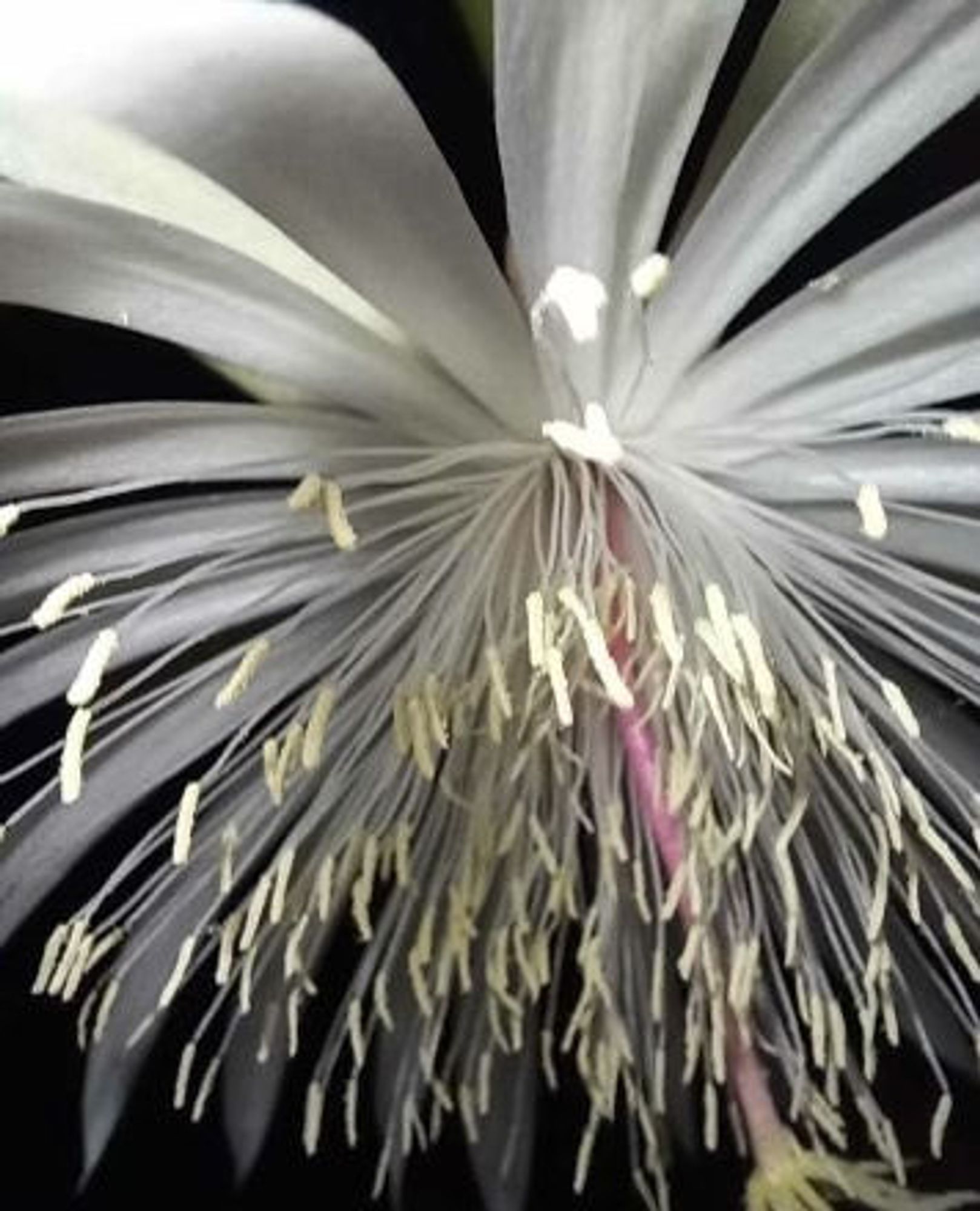 Cover Image of Panoplyzine Issue #28 is a photo by Amanda Pope: a close up of stamens on a white flower.