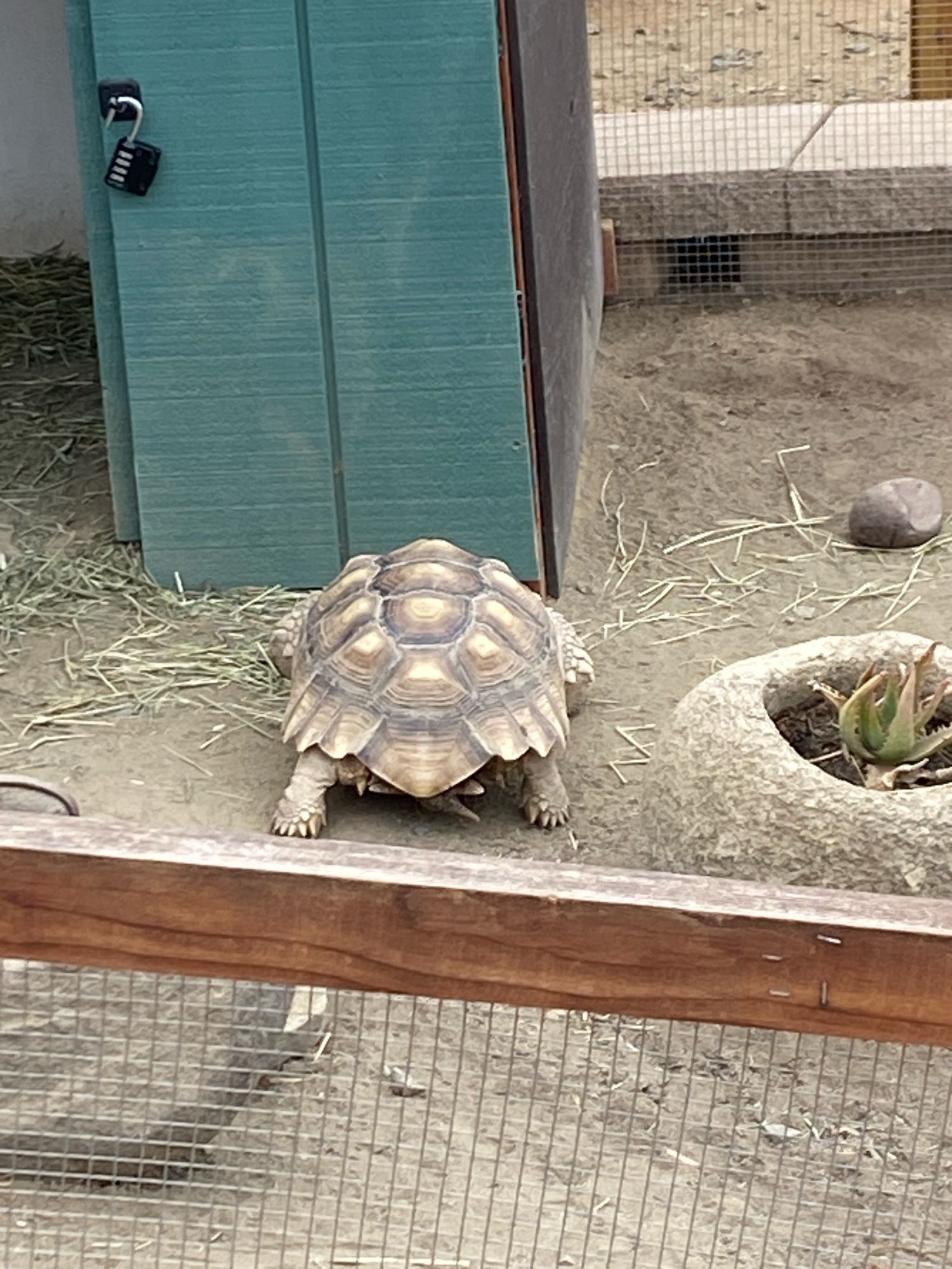 A tortoise at the Agua Hedonia lagoon foundation.