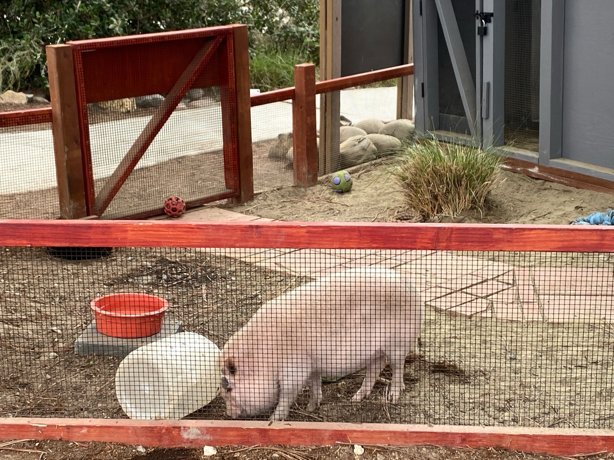 A pig playing with it’s food at the Agua Hedonia lagoon foundation.