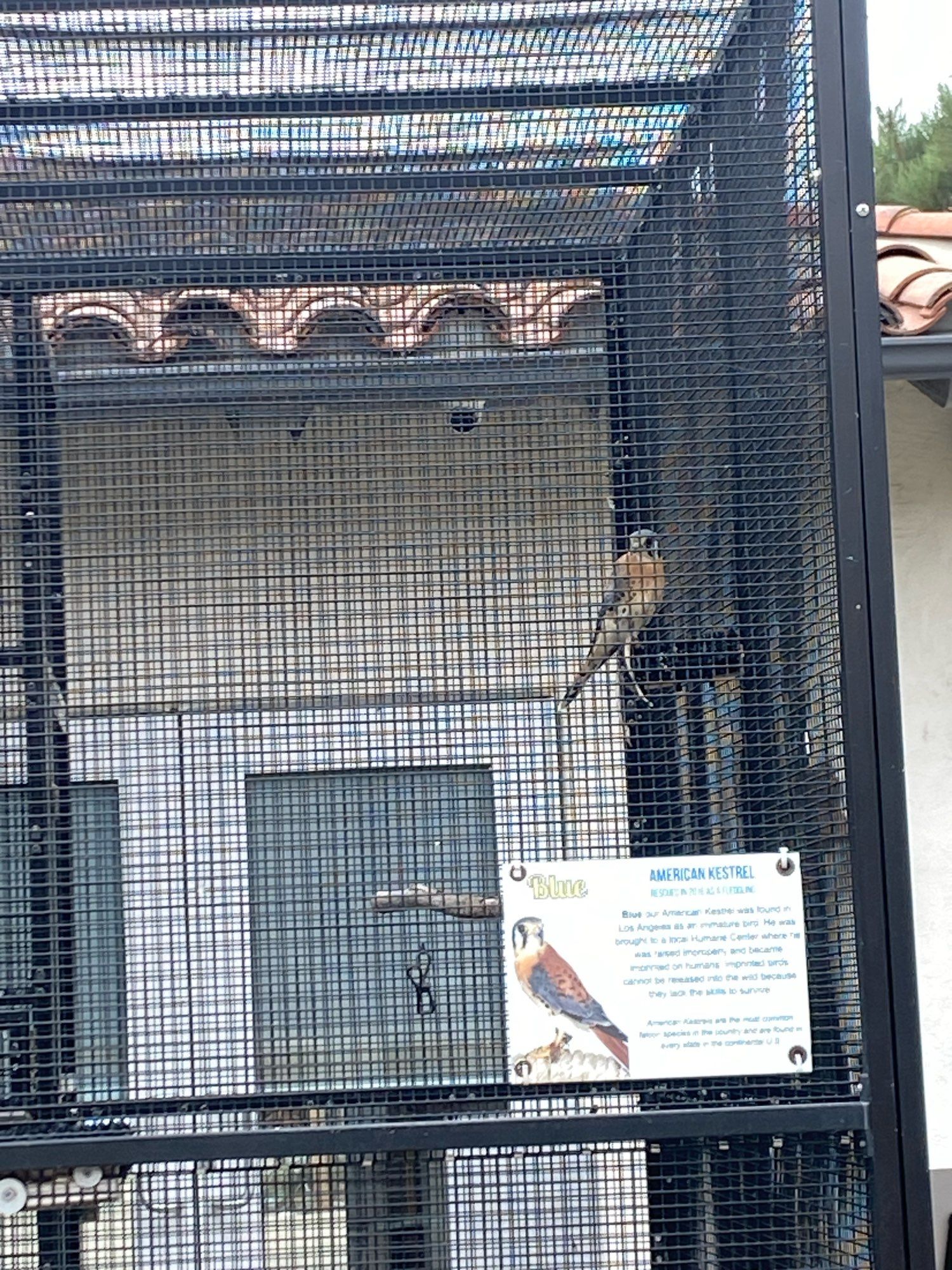 An American kestrel at the Agua Hedonia lagoon foundation.