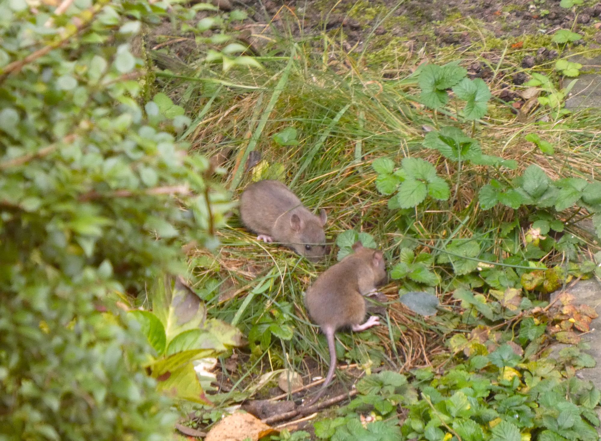 2 bruine ratten onder de vogelvoedersilo