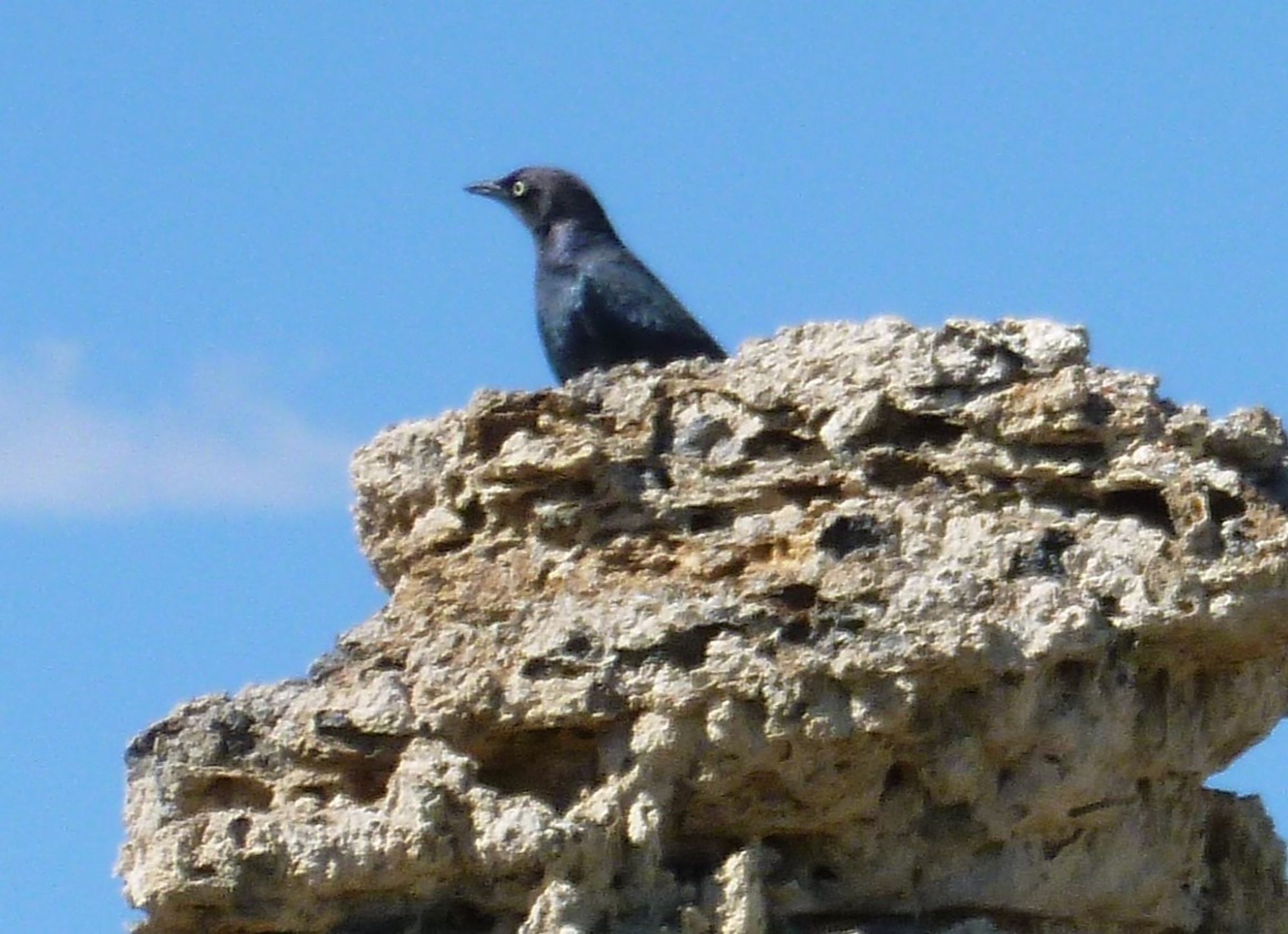 Een blauwe rotslijster op een kalkrots bij Mono Lake