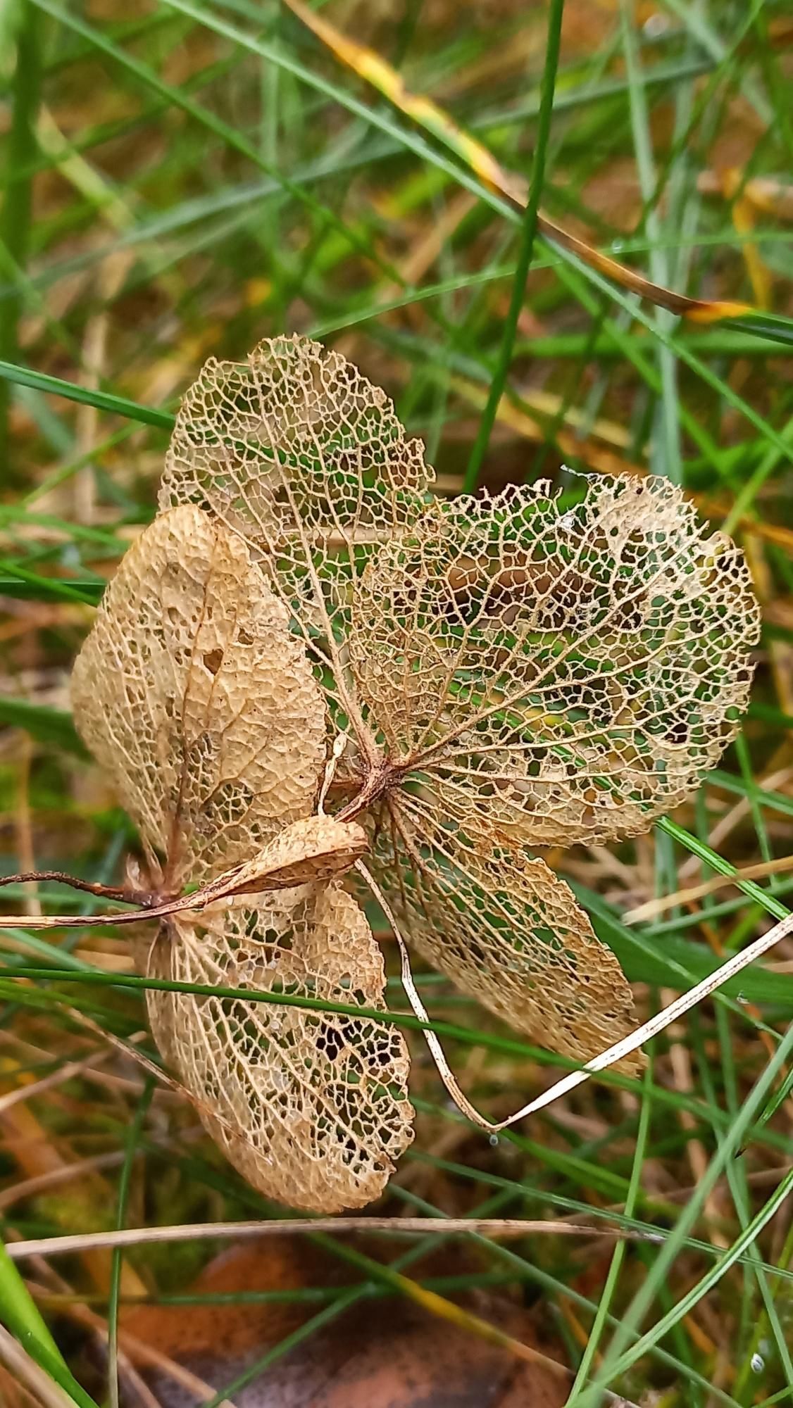 Lichtbruine blaadjes van de hortensia. 