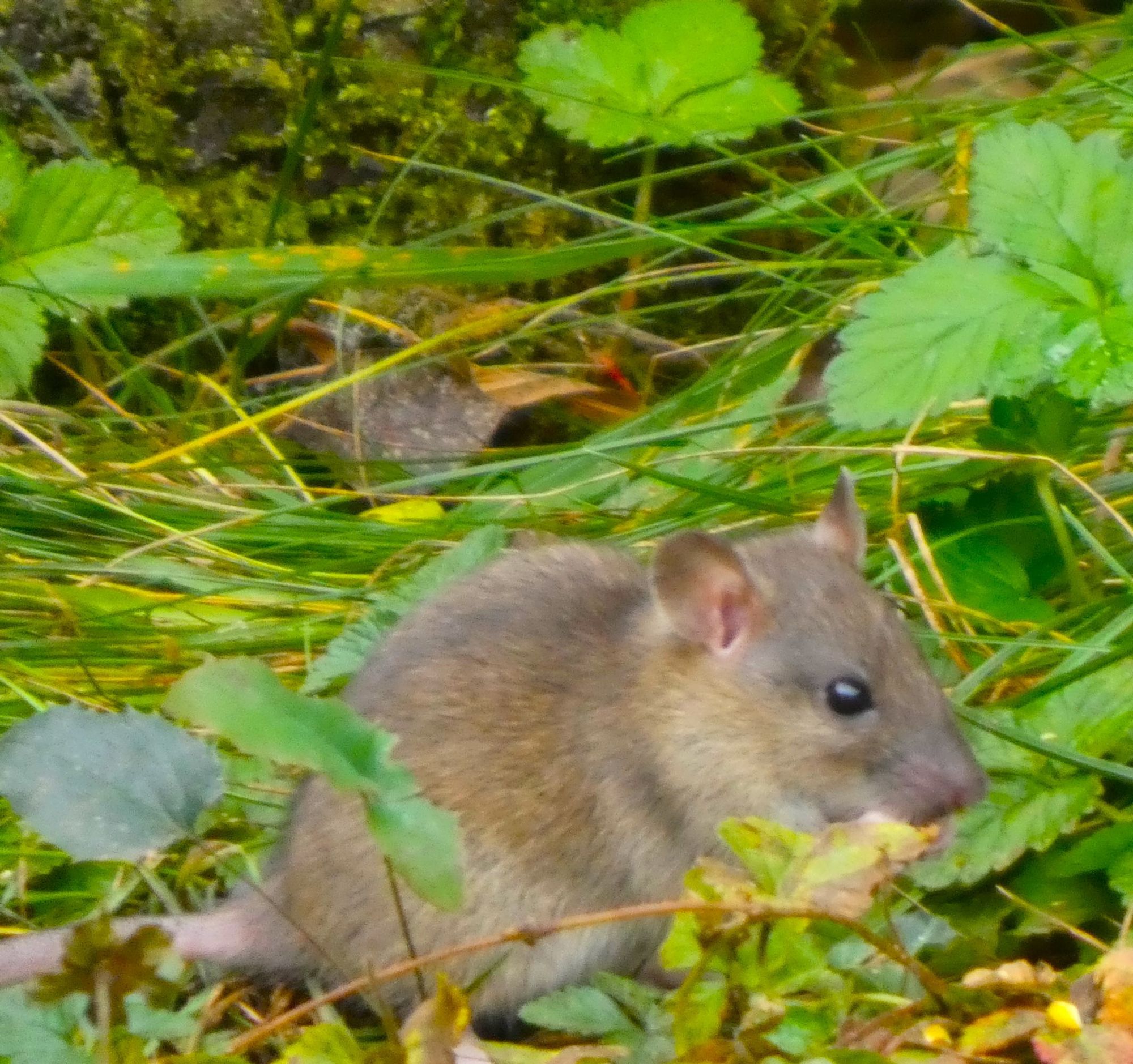 bruine rat onder de perenboom en het vogelvoedersilootje