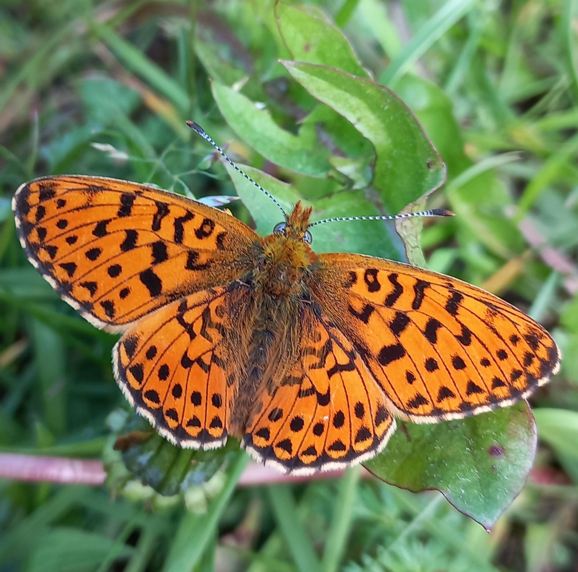 Oranjegele vlinder