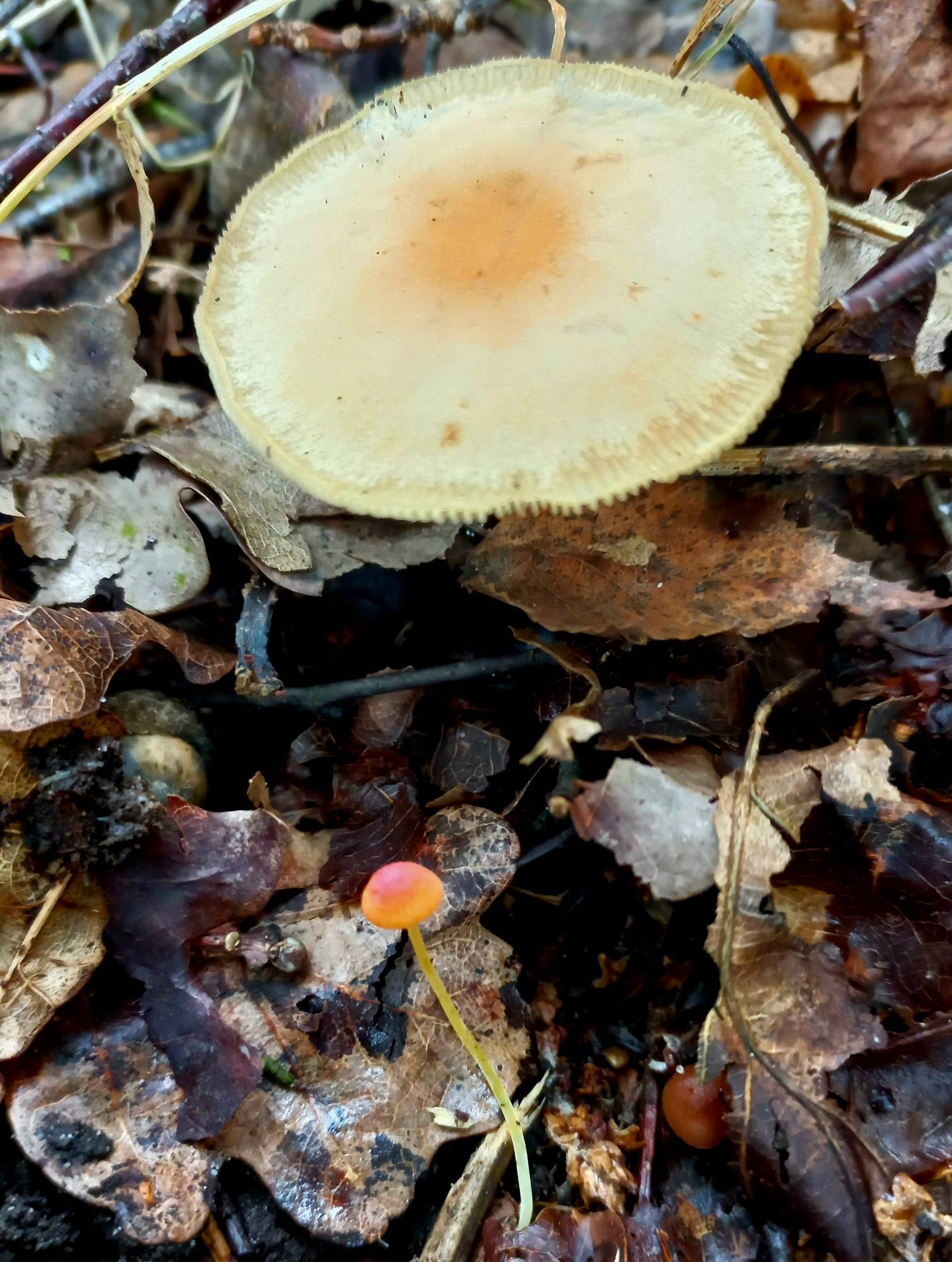 Een ieniemienie paddenstoel met een rood hoedje. Iets kleiner dan een punaise .