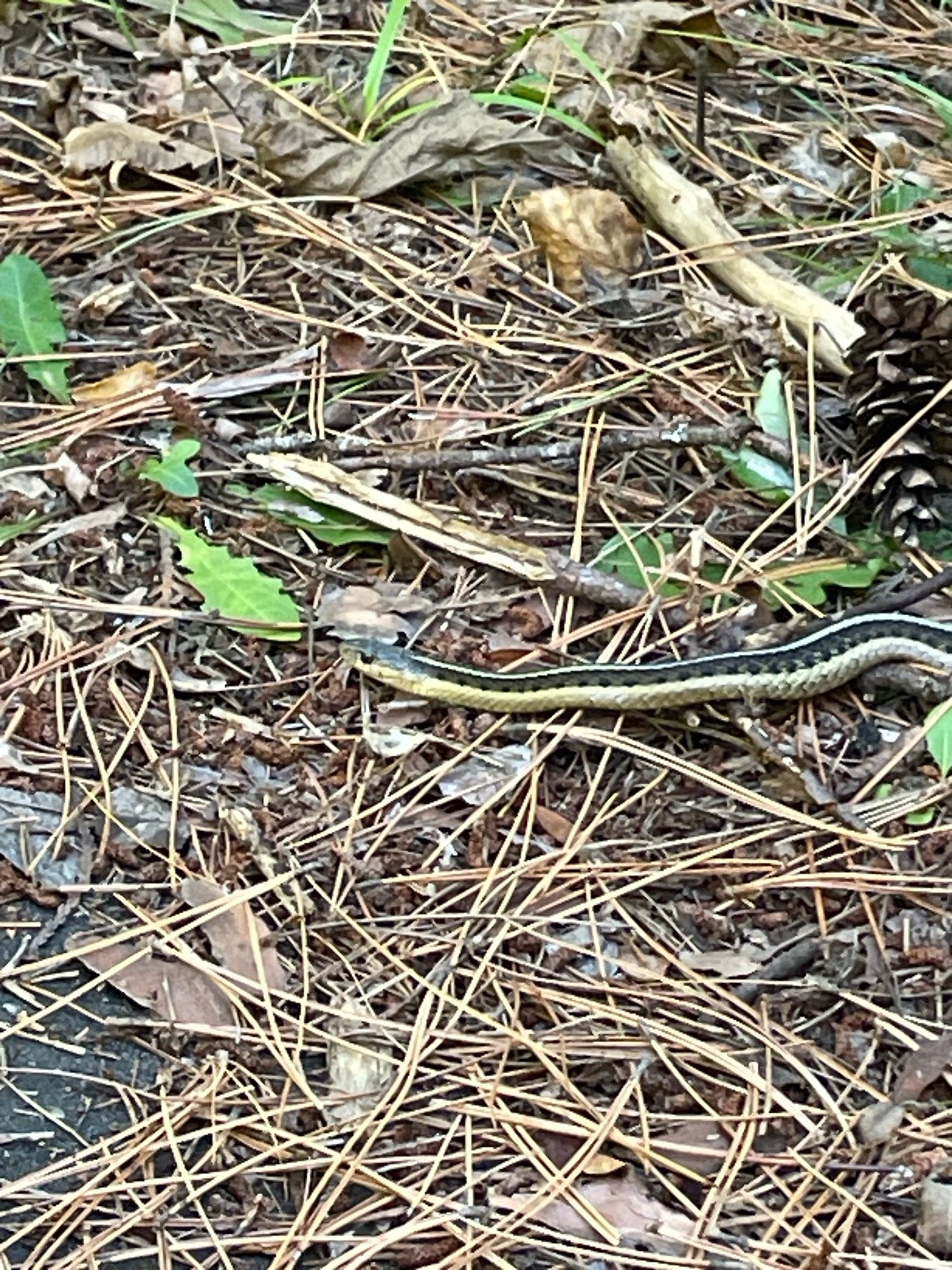 Common garter snake on ground covered with dried pine needles. Mx. Snake has lite yellow/green and black markings .