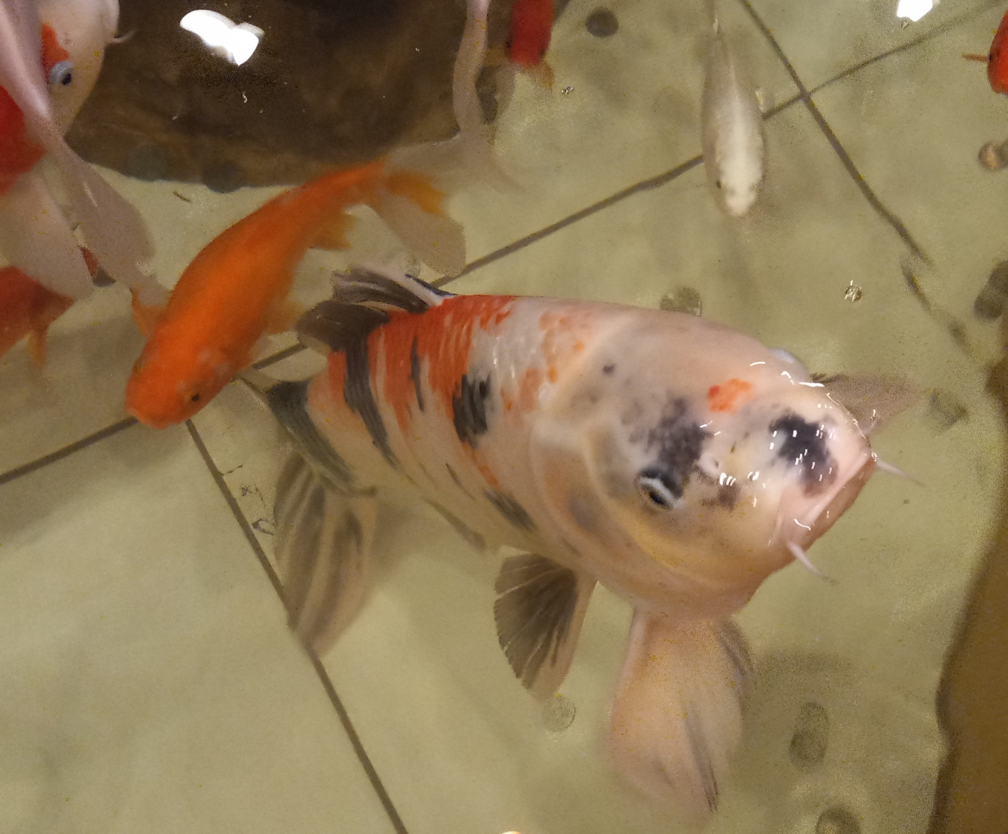 A koi fish in a pond.