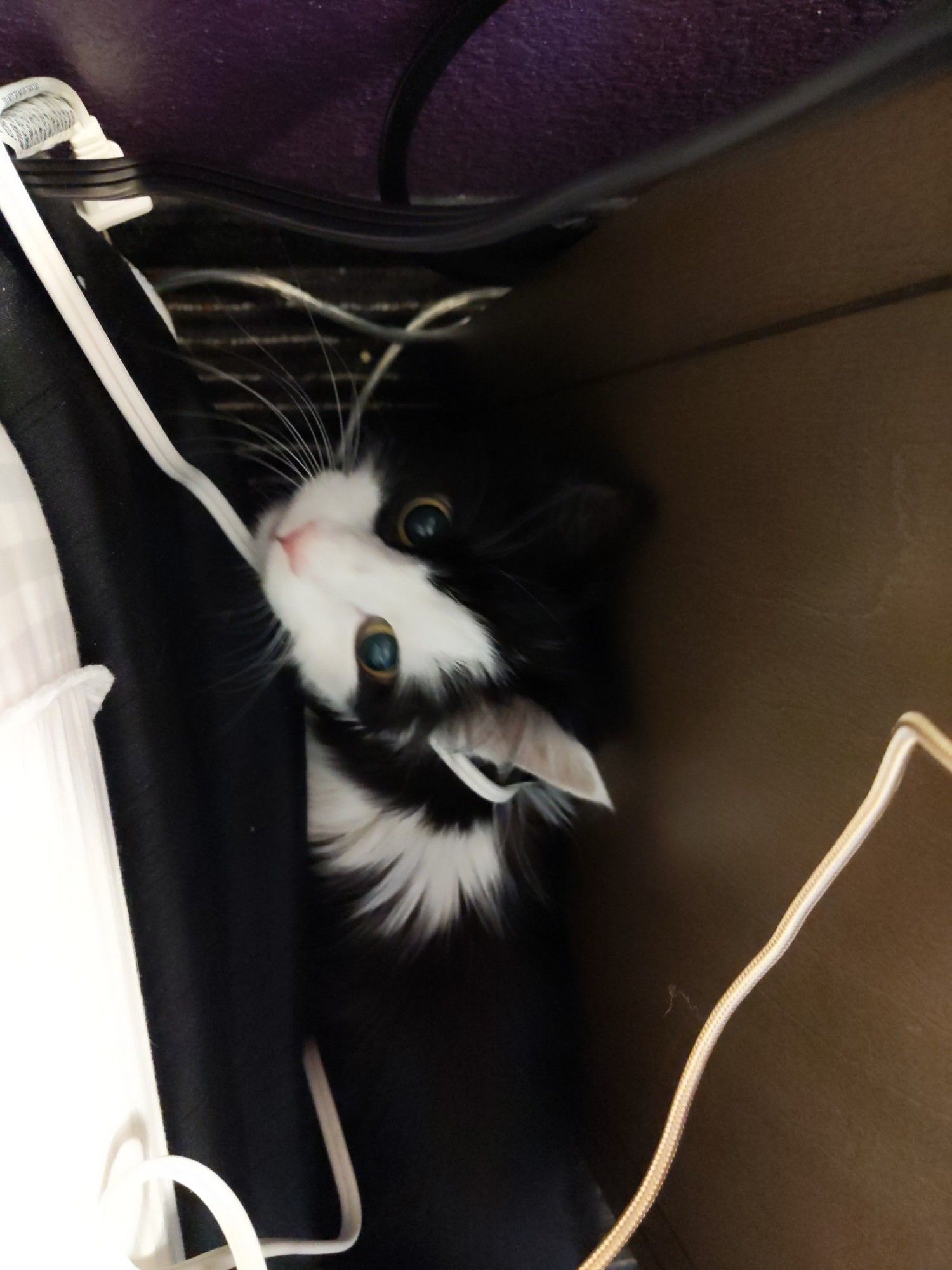 picture of a black and white cat looking very clean, in a crack next to a bed looking up