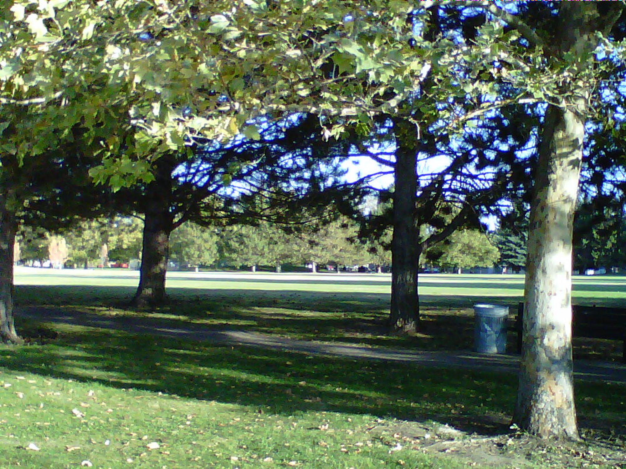 A photo of a sunny, local park with four trees.

"Ya'll got anymore of them pixels?"