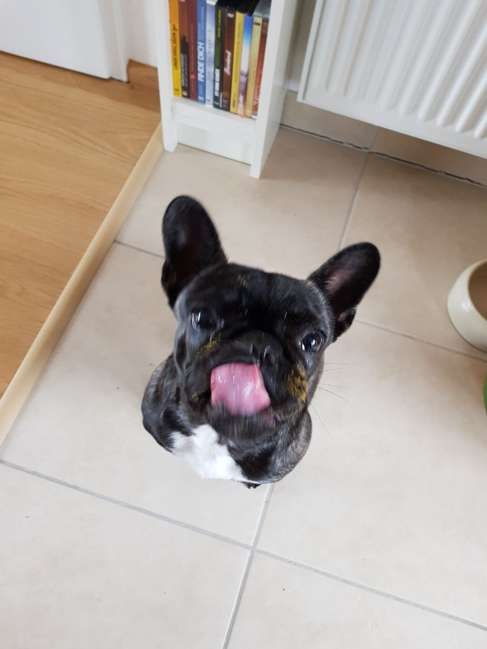 Archivfoto: Französische Bulldogge Klärchen als Welpe, sie leckt sich erwartungsvoll das Maul und schaut nach oben, wo das Futter raschelt