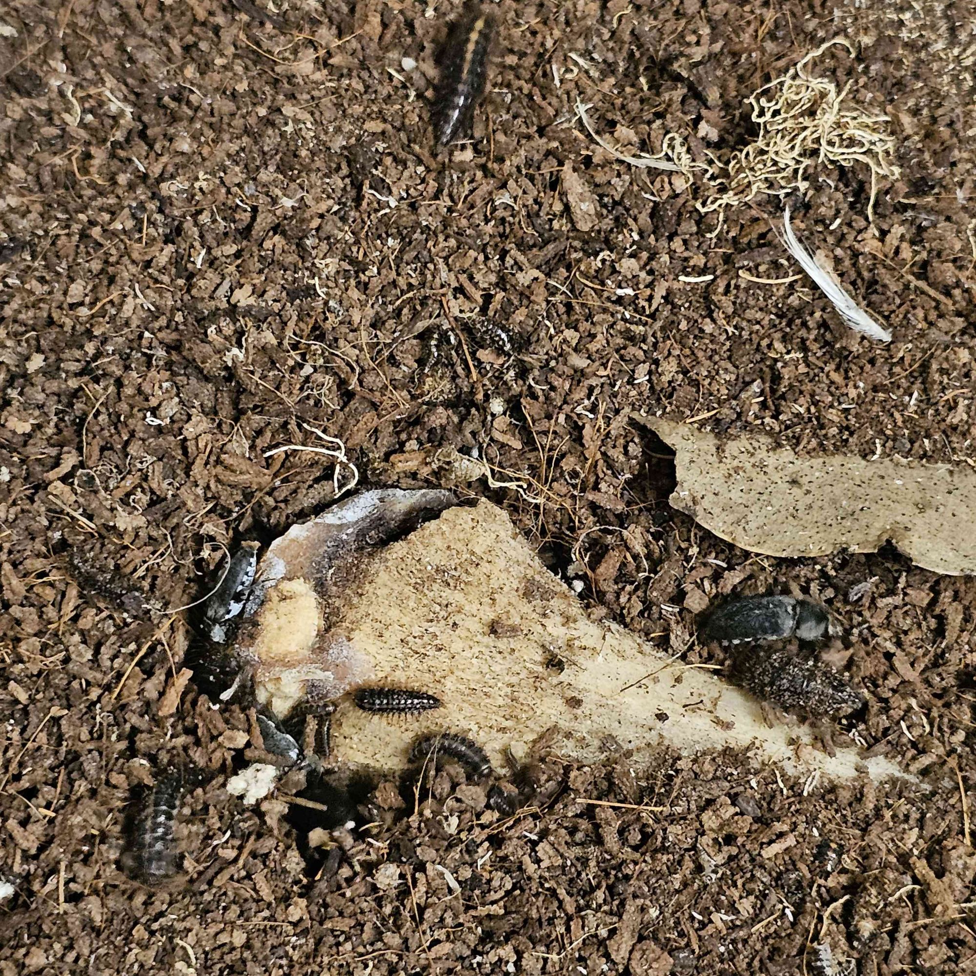 Image shows brown coco-peat with a semi-buried bone covered by dermestid beetles and larvae.