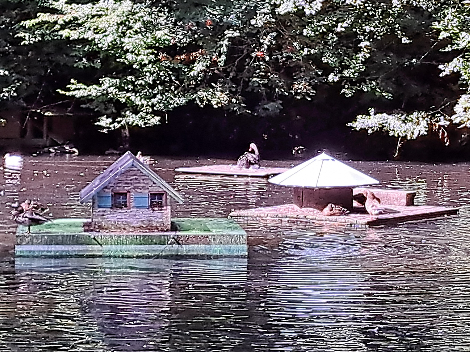 Schwimmende Platformen auf einem Teich mit Häusern für Enten.