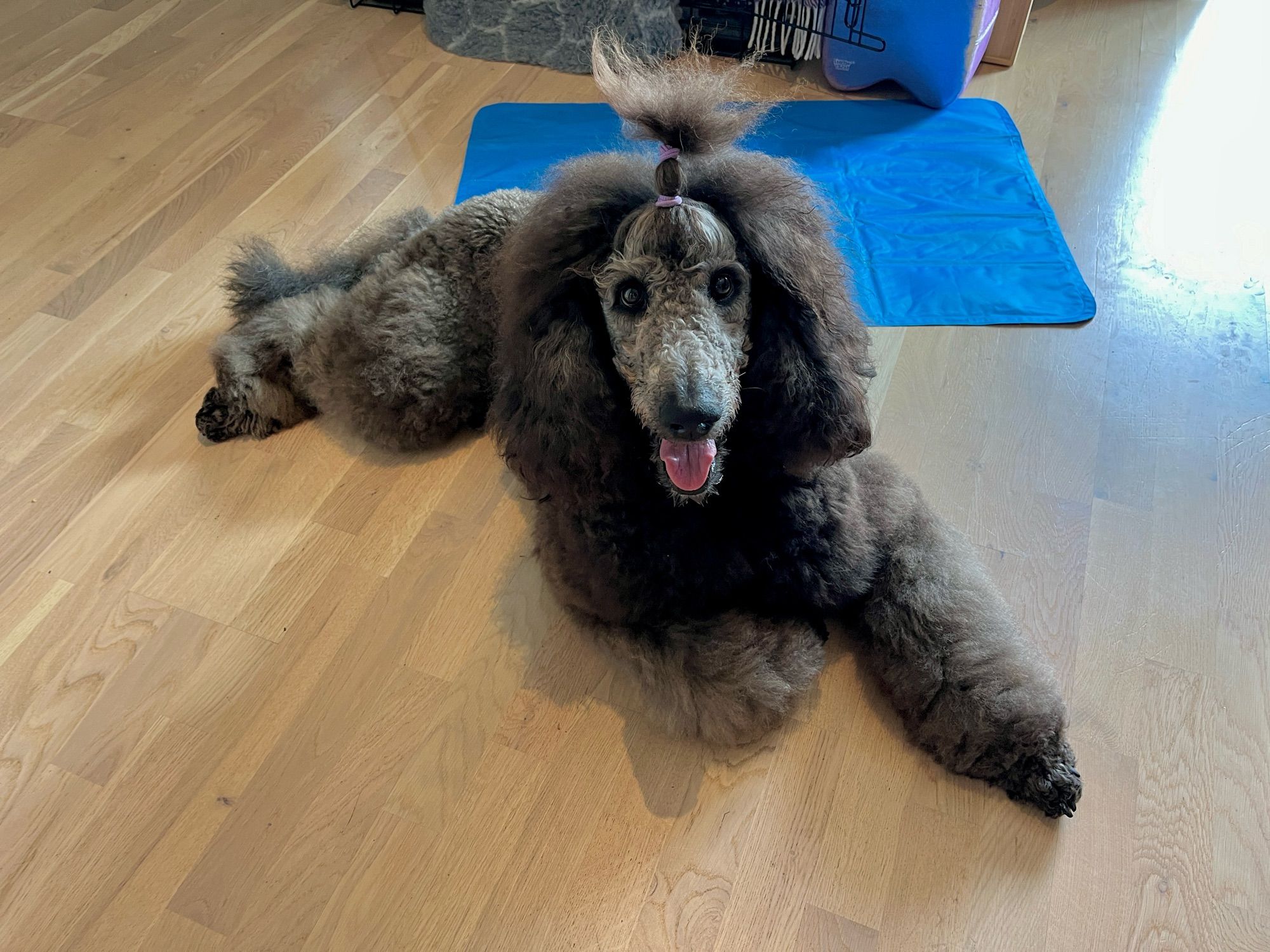 Newly brushed grey poodle lies om the floor. He looks softer than a bunnyrabbit