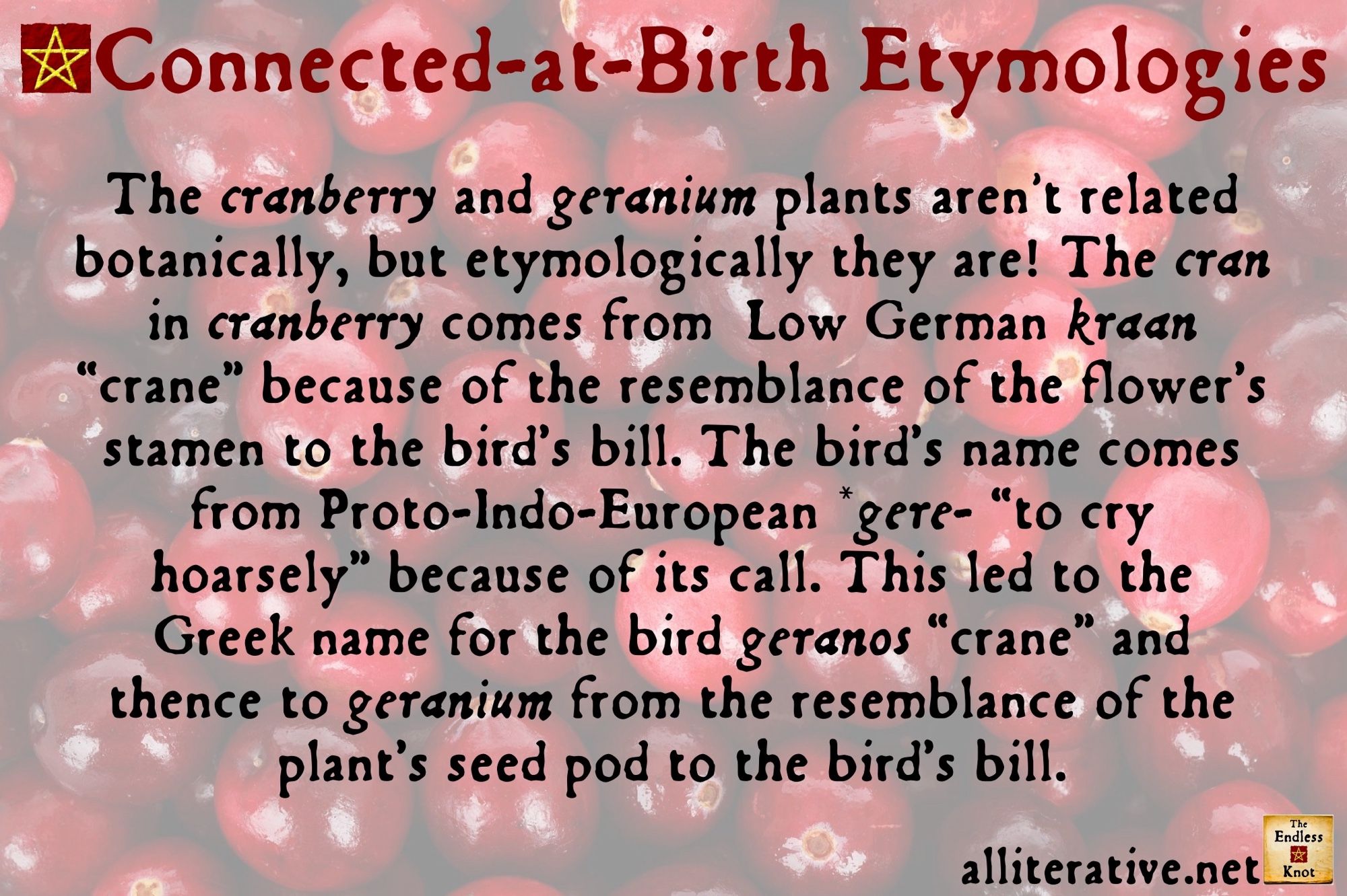 The cranberry and geranium plants aren't related botanically, but etymologically they are! The cran in cranberry comes from  low German kraan “crane” because of the resemblance of the flower’s stamen to the bird’s bill. The bird’s name comes from Proto-Indo-European *gere- “to cry hoarsely” because of its call. This led to the Greek name for the bird geranos “crane” and thence to geranium from the resemblance of the plant’s seed pod to the bird’s bill.