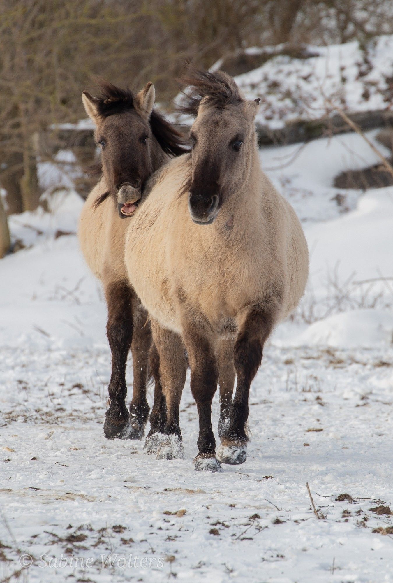 Konikpaarden in de sneeuw. Copyright Sabine Wolters