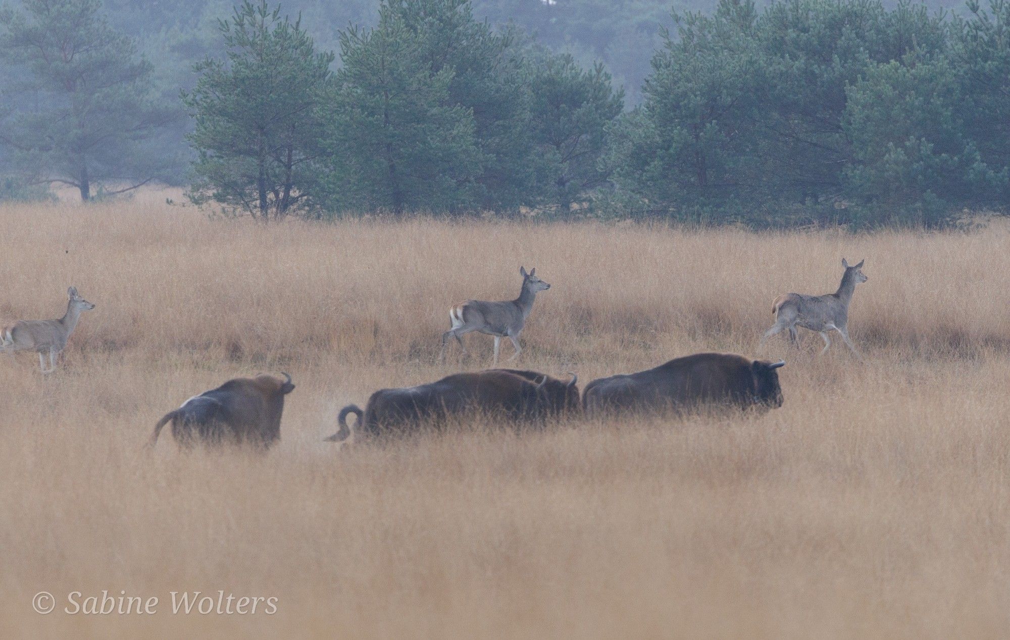 Wisenten en edelherten op de Veluwe. Copyright Sabine Wolters