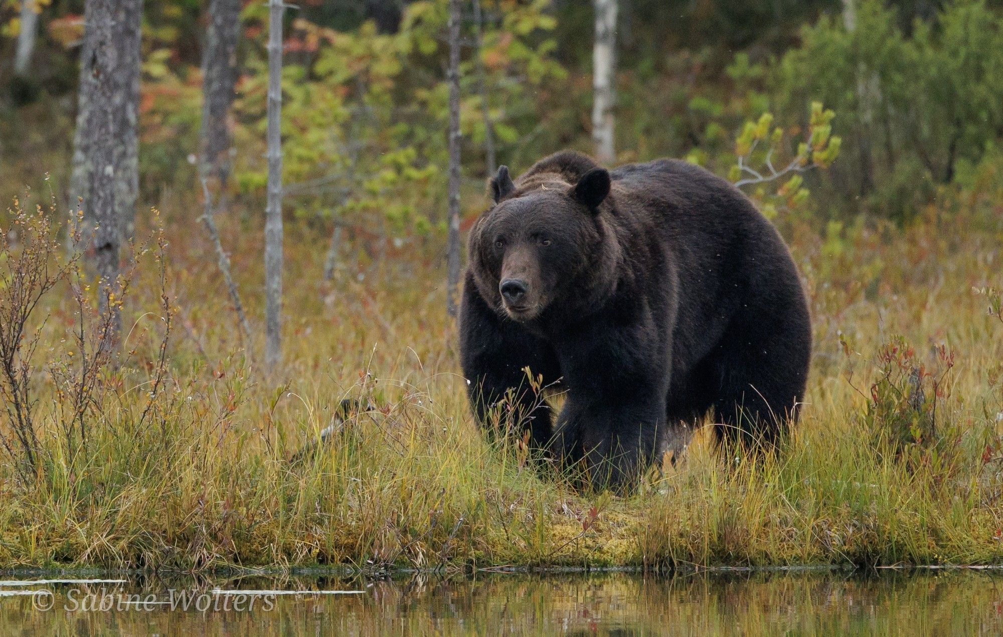 Bruine beer in Finland. Copyright Sabine Wolters