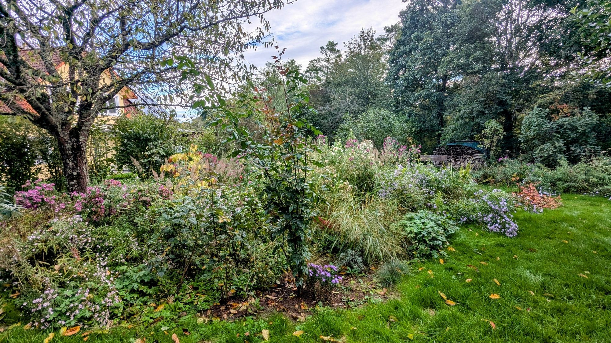 Ein üppiger, naturnaher Garten mit einer Vielzahl von Pflanzen, Blumen und Bäumen. Im Vordergrund wachsen hohe Gräser, blühende Blumen und Sträucher, während ein Baum mit ausladenden Ästen den oberen Teil des Bildes bedeckt. Im Hintergrund sind weitere Bäume und dichtes Grün zu sehen, sowie ein Stapel Holz neben einer möglichen Sitzgelegenheit. Die Szene wirkt friedlich und harmonisch, mit einer Mischung aus natürlicher und gestalteter Umgebung.