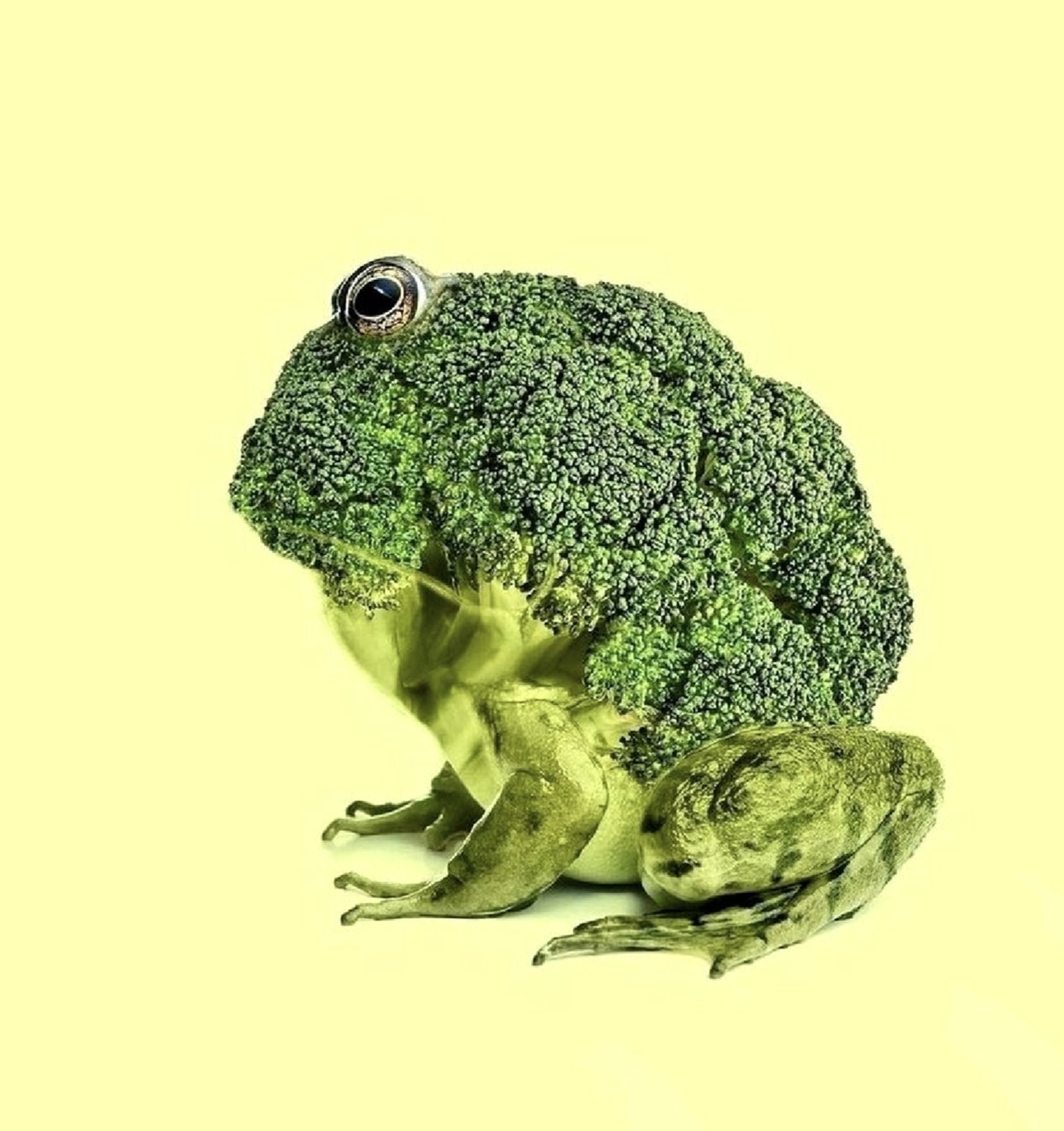 Ein Broccoli, der in einen Frosch gephotoshopt wurde