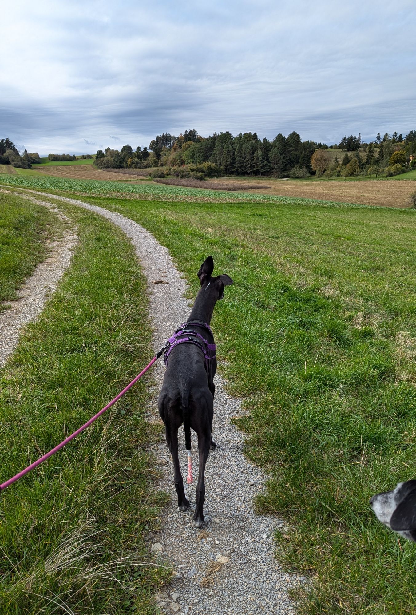 Ein schwarzer Hund an einer pinken Leine läuft auf einem schmalen Kiesweg durch eine grüne Wiese. Der Hund trägt ein lila Geschirr. Im Hintergrund sind Felder und ein Wald unter einem bewölkten Himmel zu sehen. Rechts im Bild ist der Kopf eines weiteren Hundes am Rand sichtbar.

