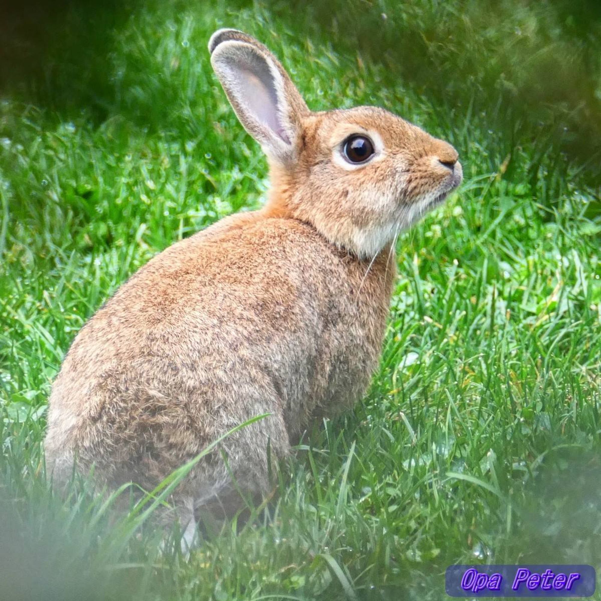 Ein Kaninchen mit rötlich schimmernden Fell