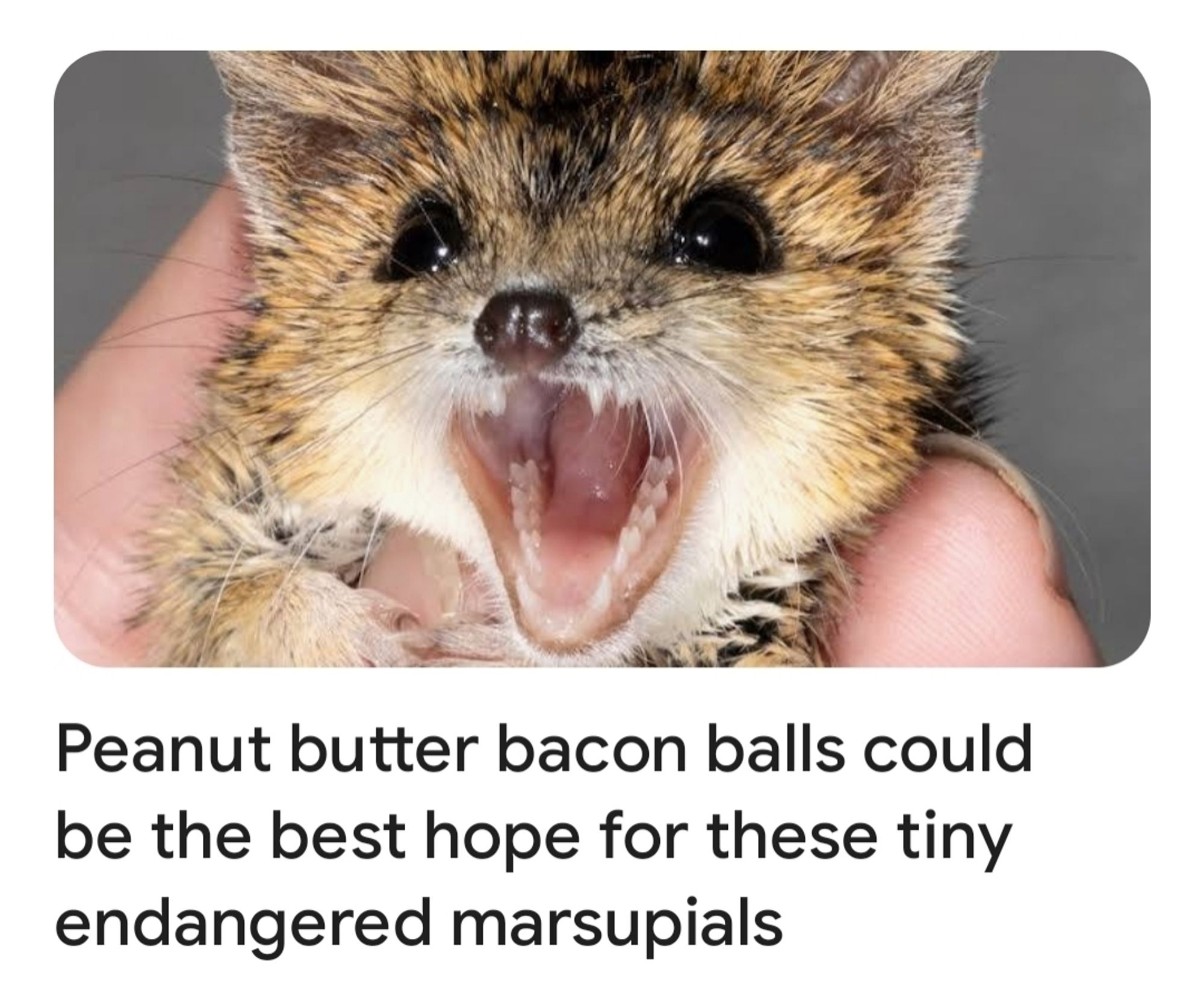 Peanut butter bacon balls could  be the best hope for these tiny  endangered marsupials