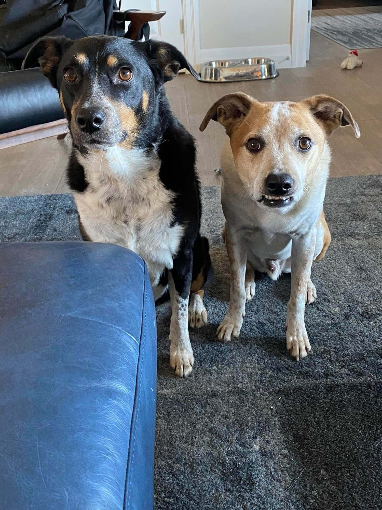 Fucking adorable dogs 