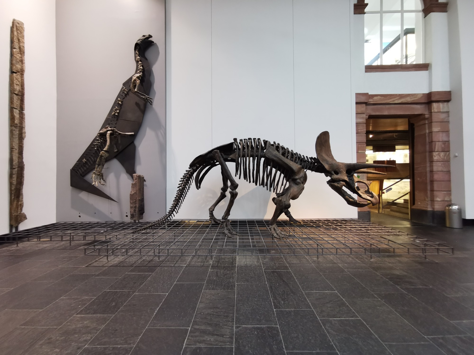 Photo of the atrium of the Dinosaur exhibition in Senckenberg Naturmuseum Frankfurt, showing in a wide angle a Triassic petrified trunk, a partial skeleton of a Late Triassic sauropodomorph mounted on a silhouette, allegedly Plateosaurus, and a Triceratops full skeleton cast.