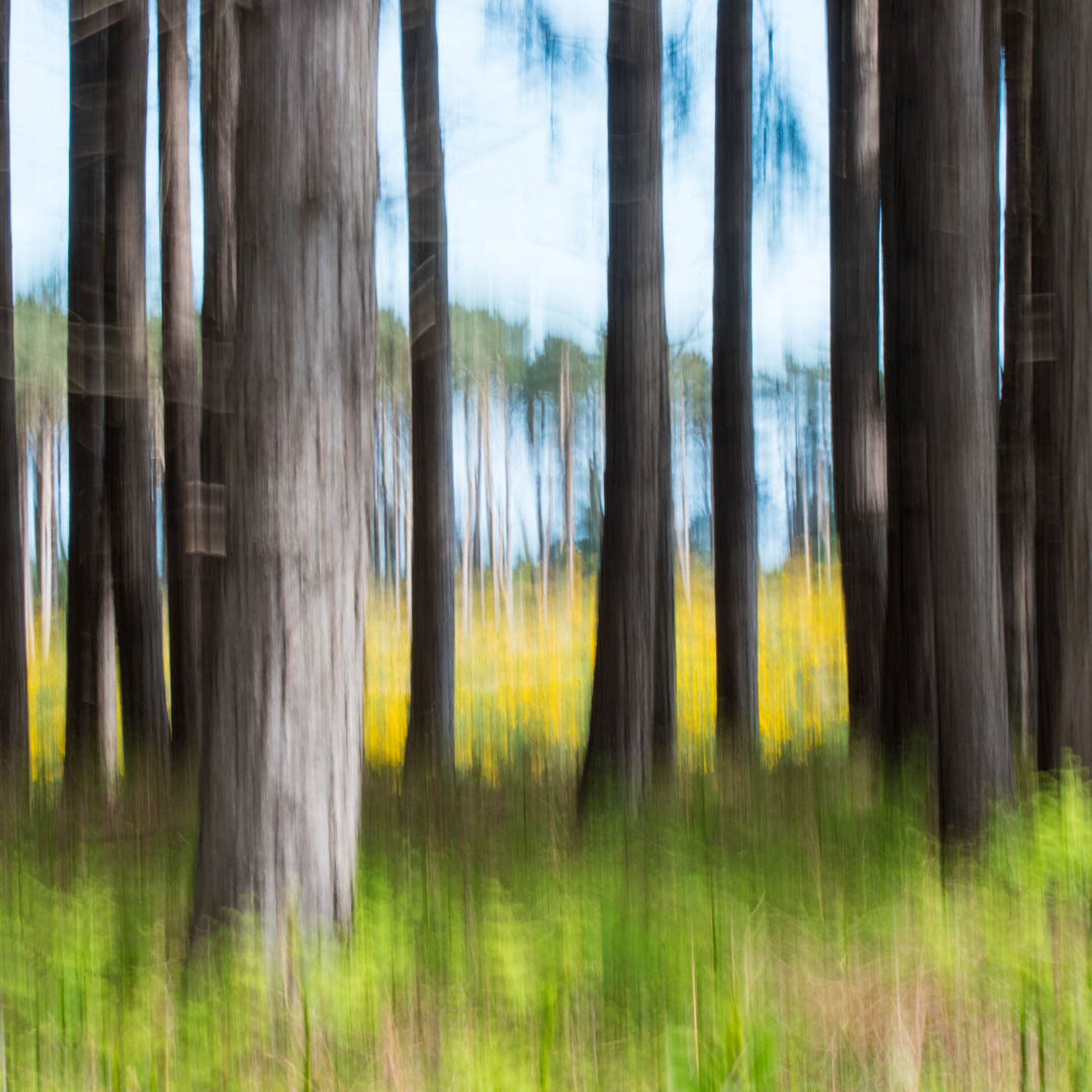 gorse, bracken, pine trees