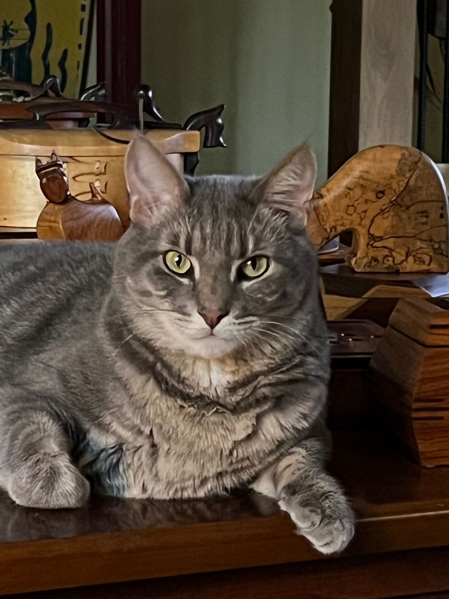 Gray Cat staring intently at camera.