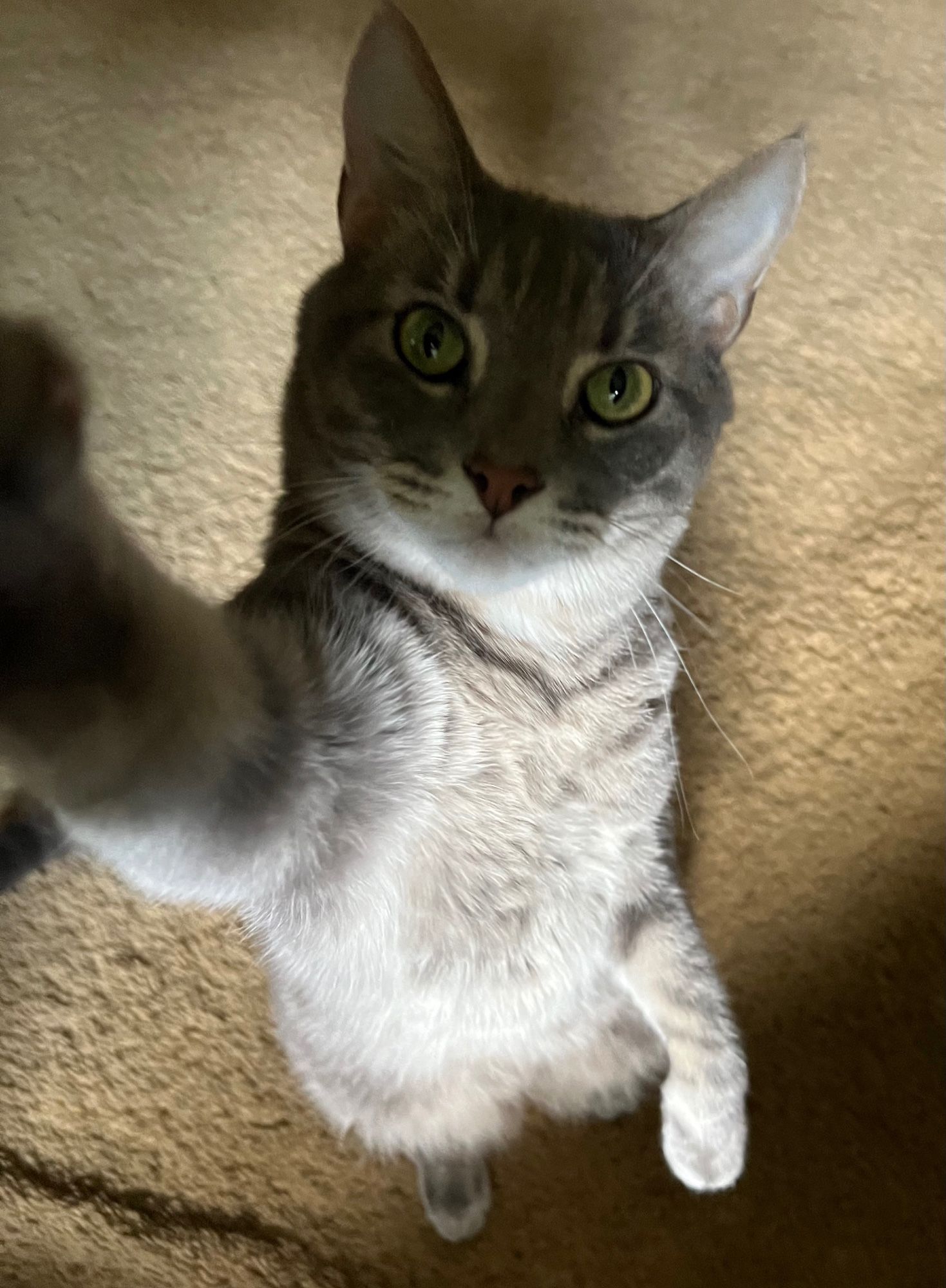 Gray Tabby cat standing up and appears to be taking a selfie.