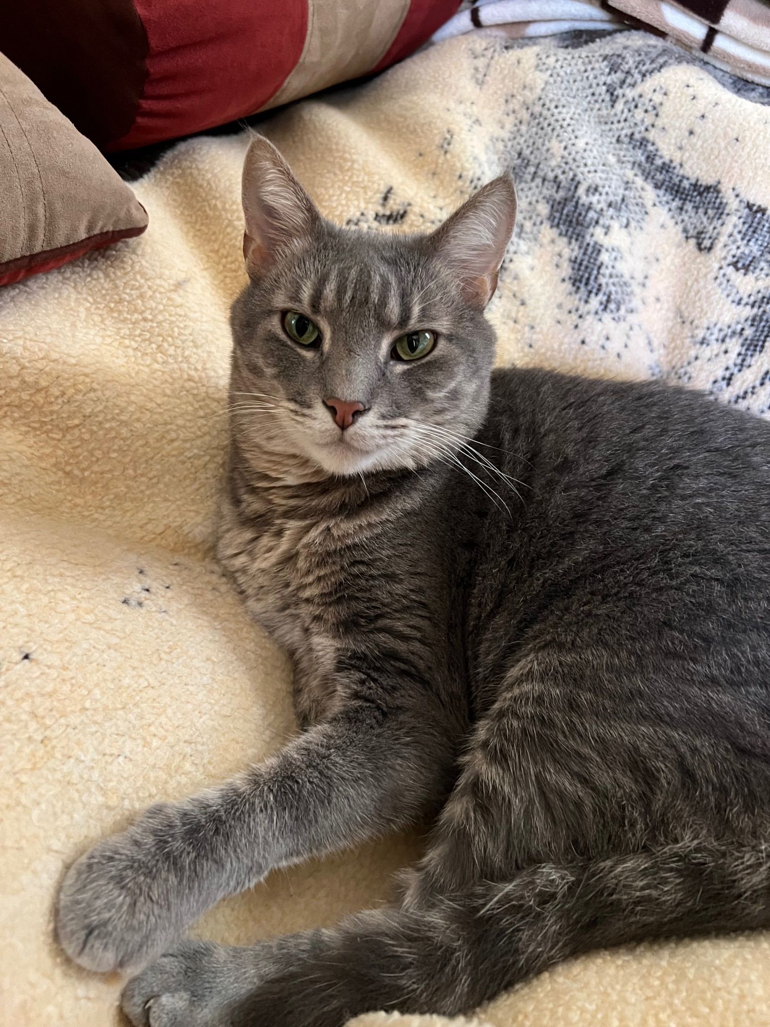 Gray Tabby laying on blanket. He's in-between sneezing fits.