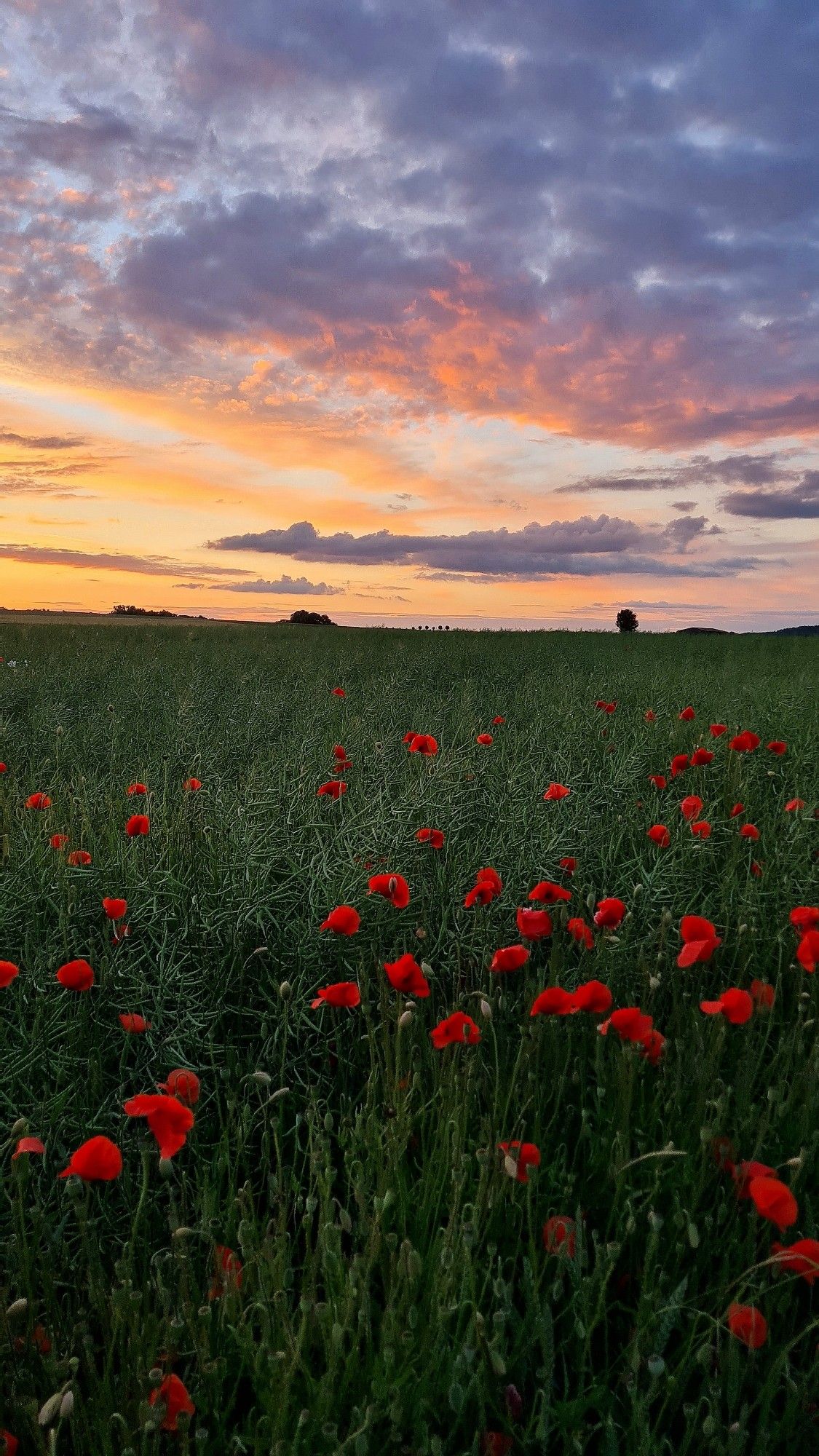 Eine Wiese mit Mohnblumen bei Sonnenuntergang. Der Himmel ist Orange mit zarten Wolken.