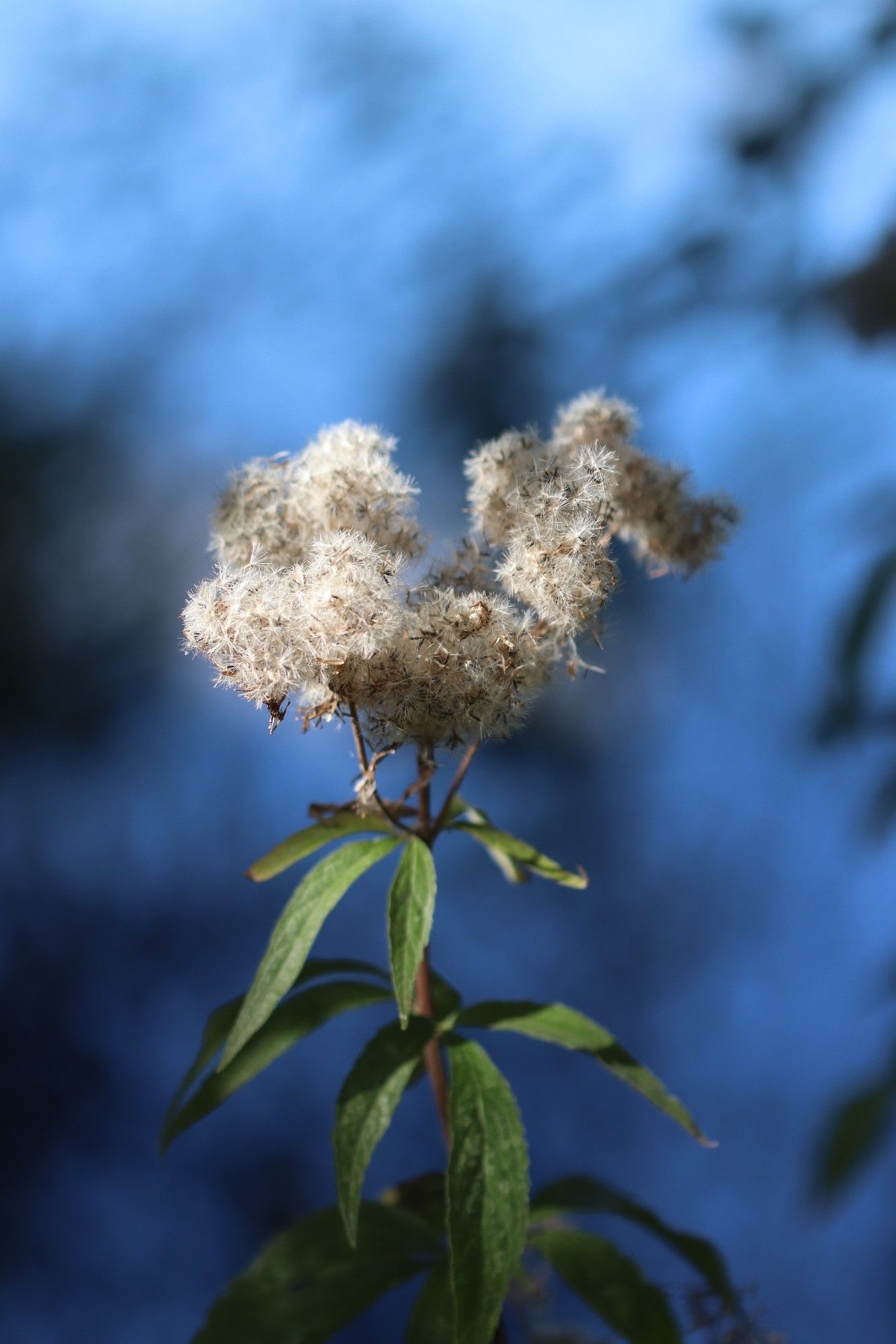 Pflanze mit puscheiligen "Blüten"