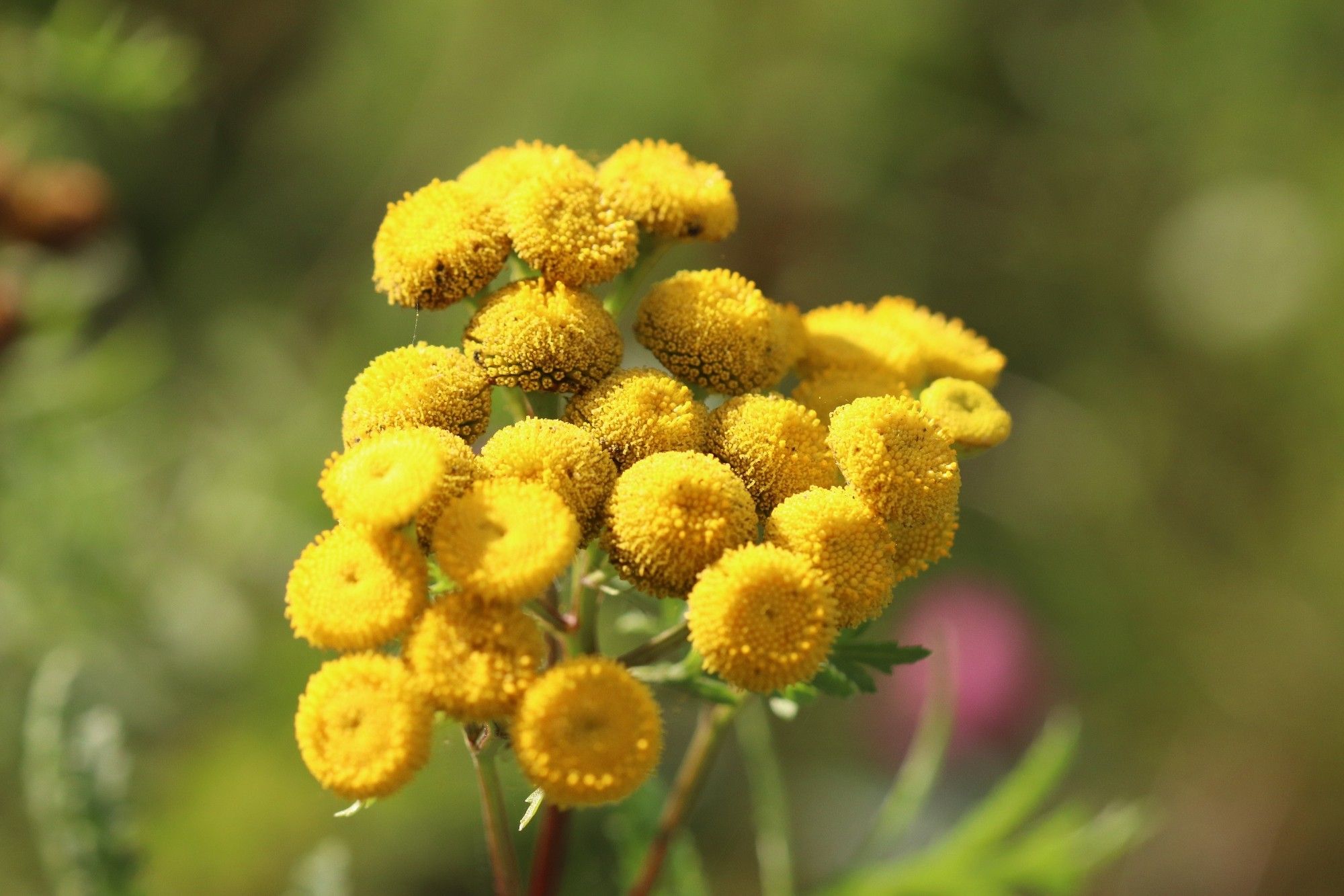 Kleine gelbe Blüten