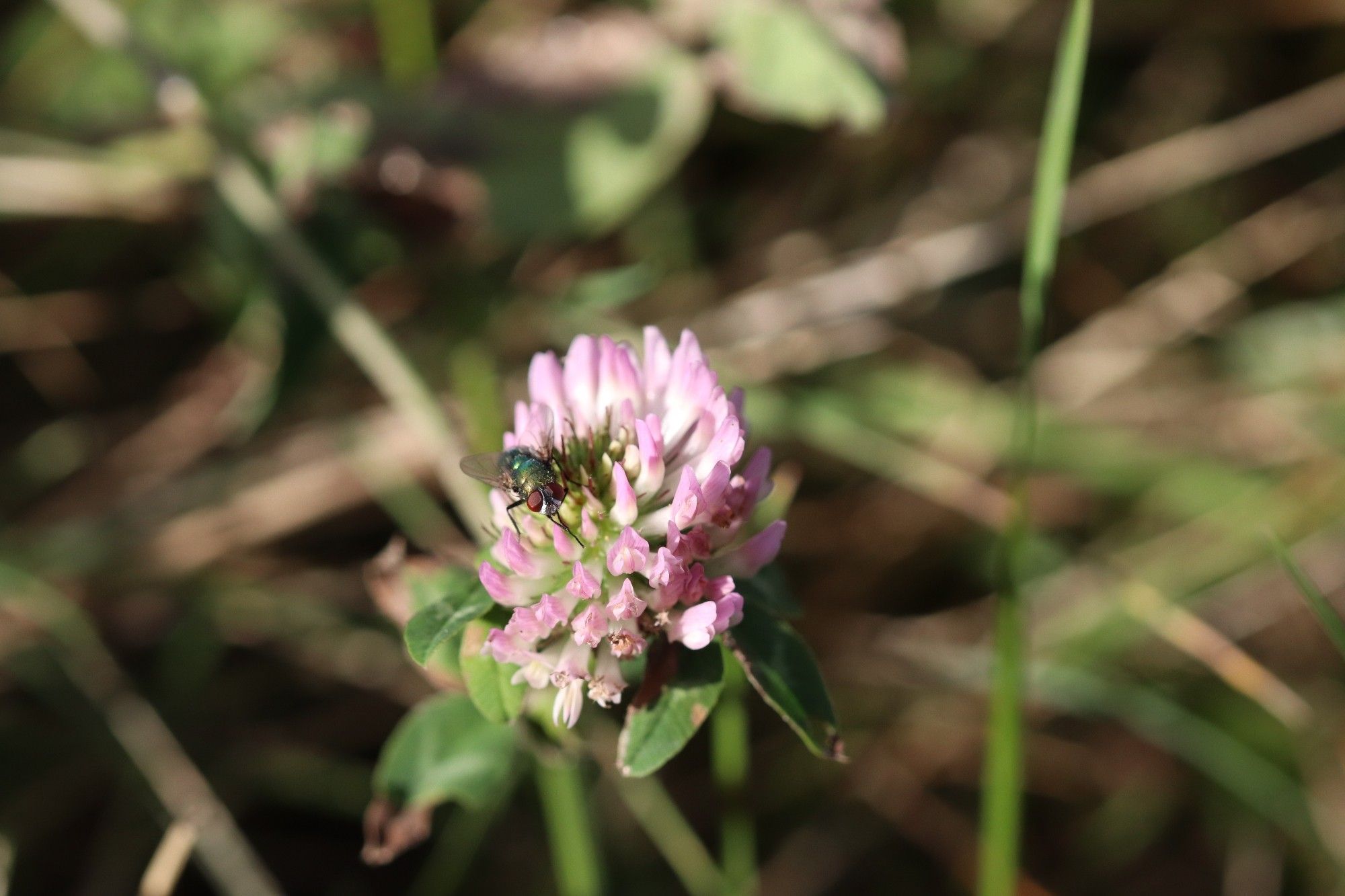 Fliege auf Kleeblüte