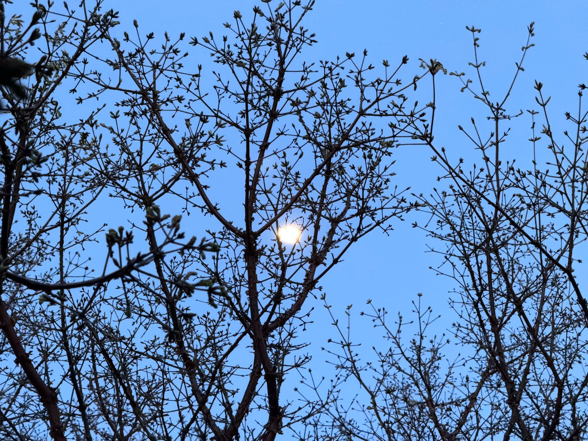 Moon behind trees, photographed through vehicle sunroof.