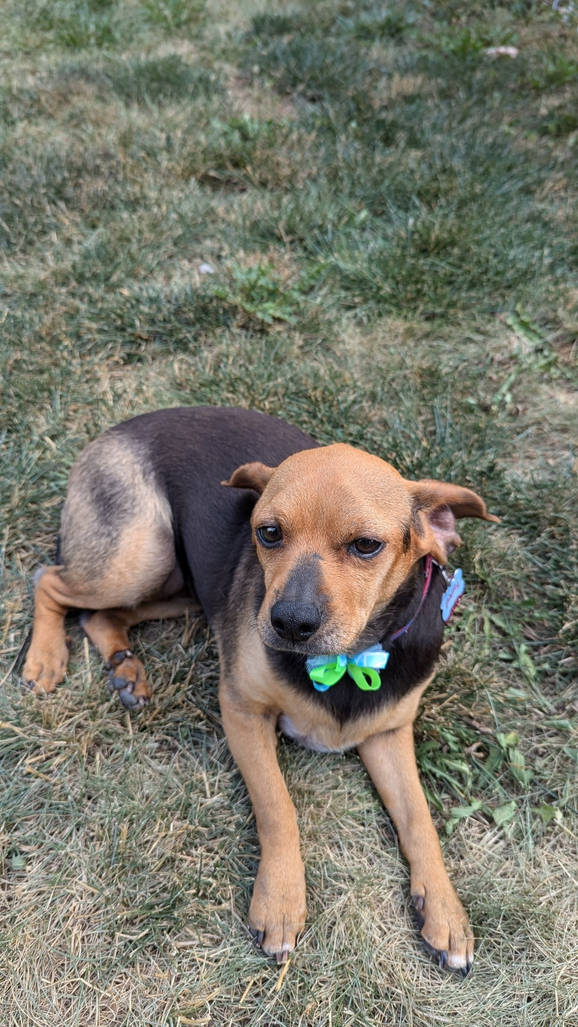 My dog Phyllis after being groomed.  She is a ChiWeeniePuggle!